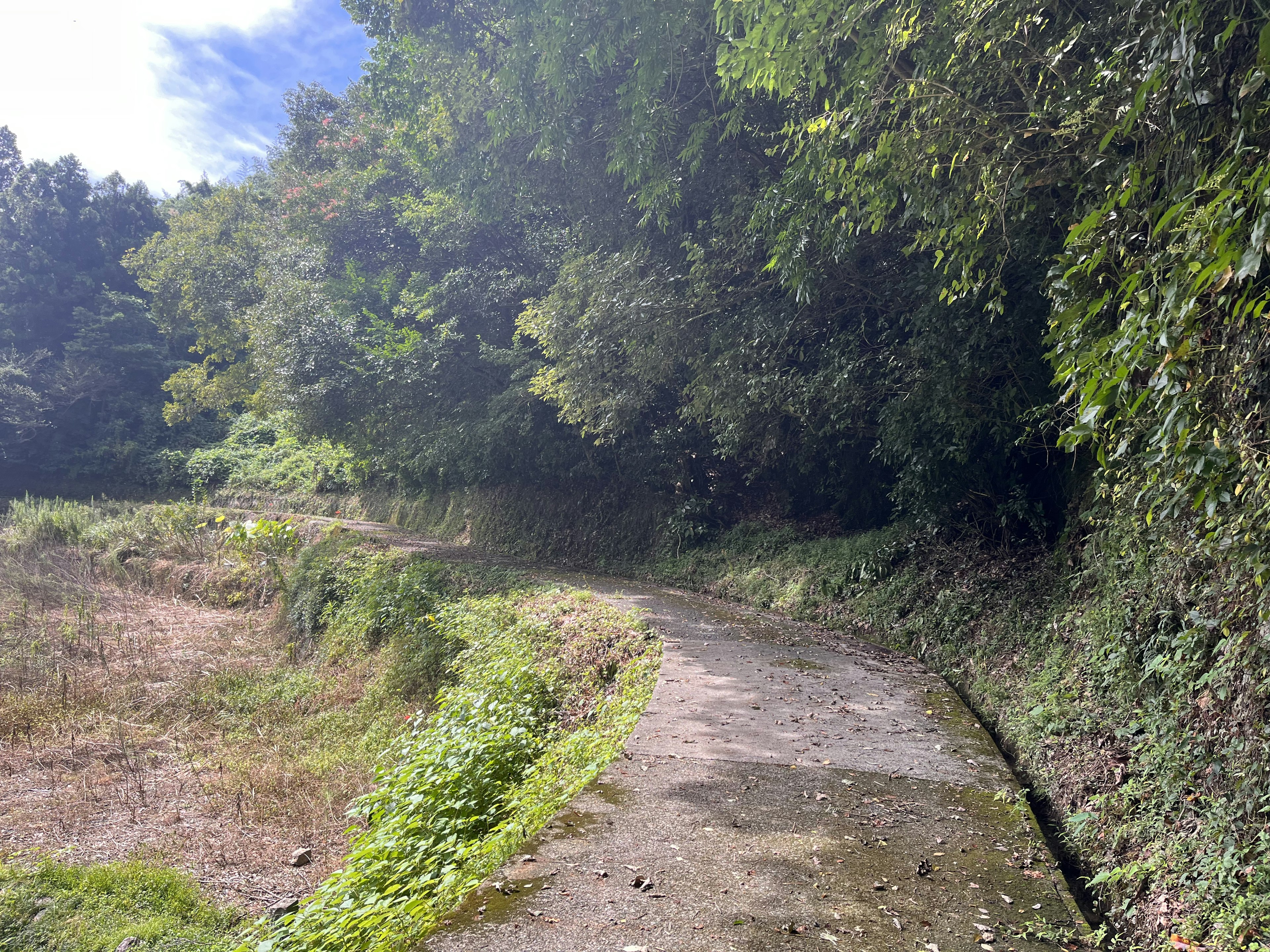 緑の木々に囲まれた静かな小道の風景