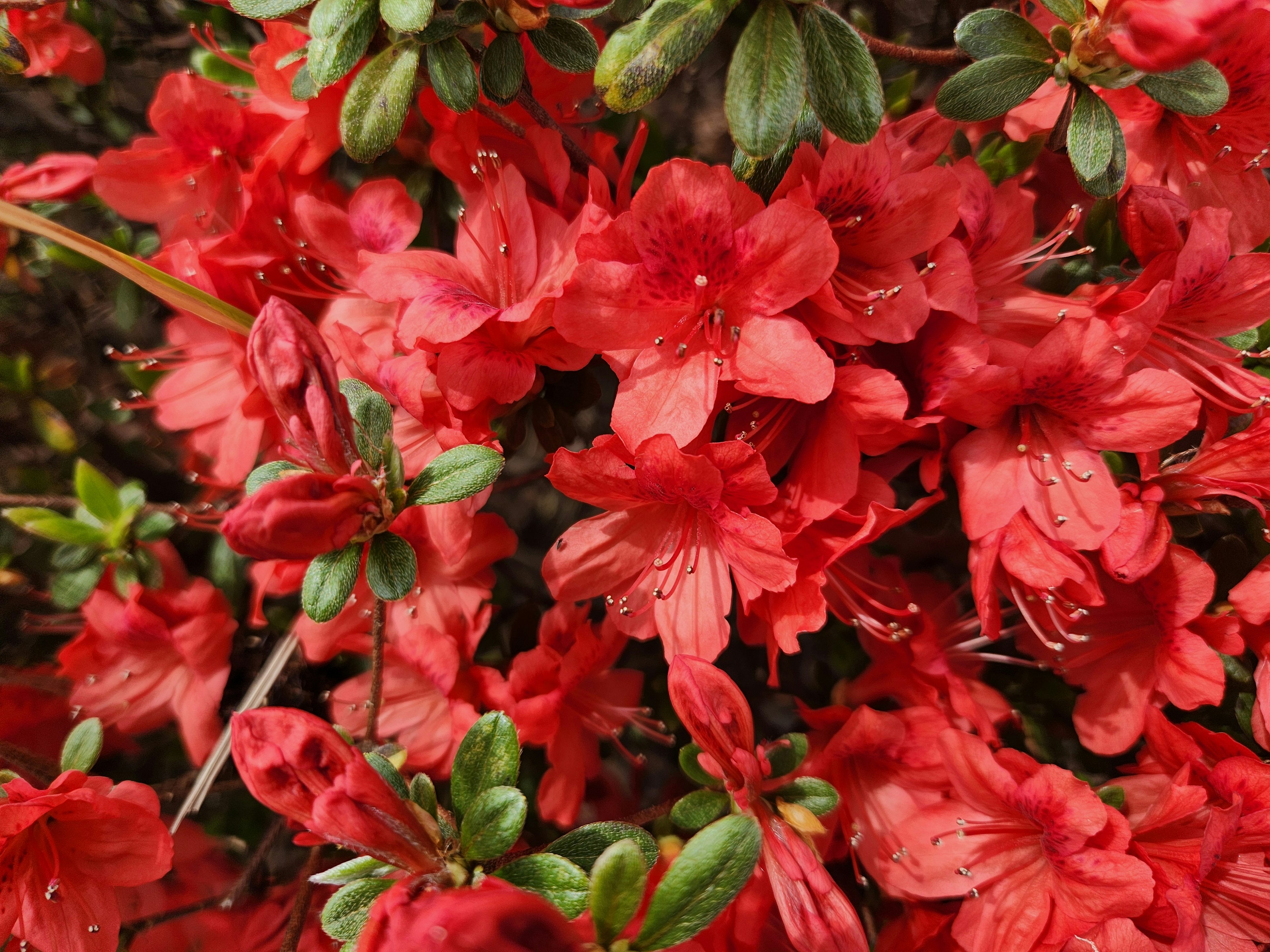 Groupe dense de fleurs d'azalée rouges vives