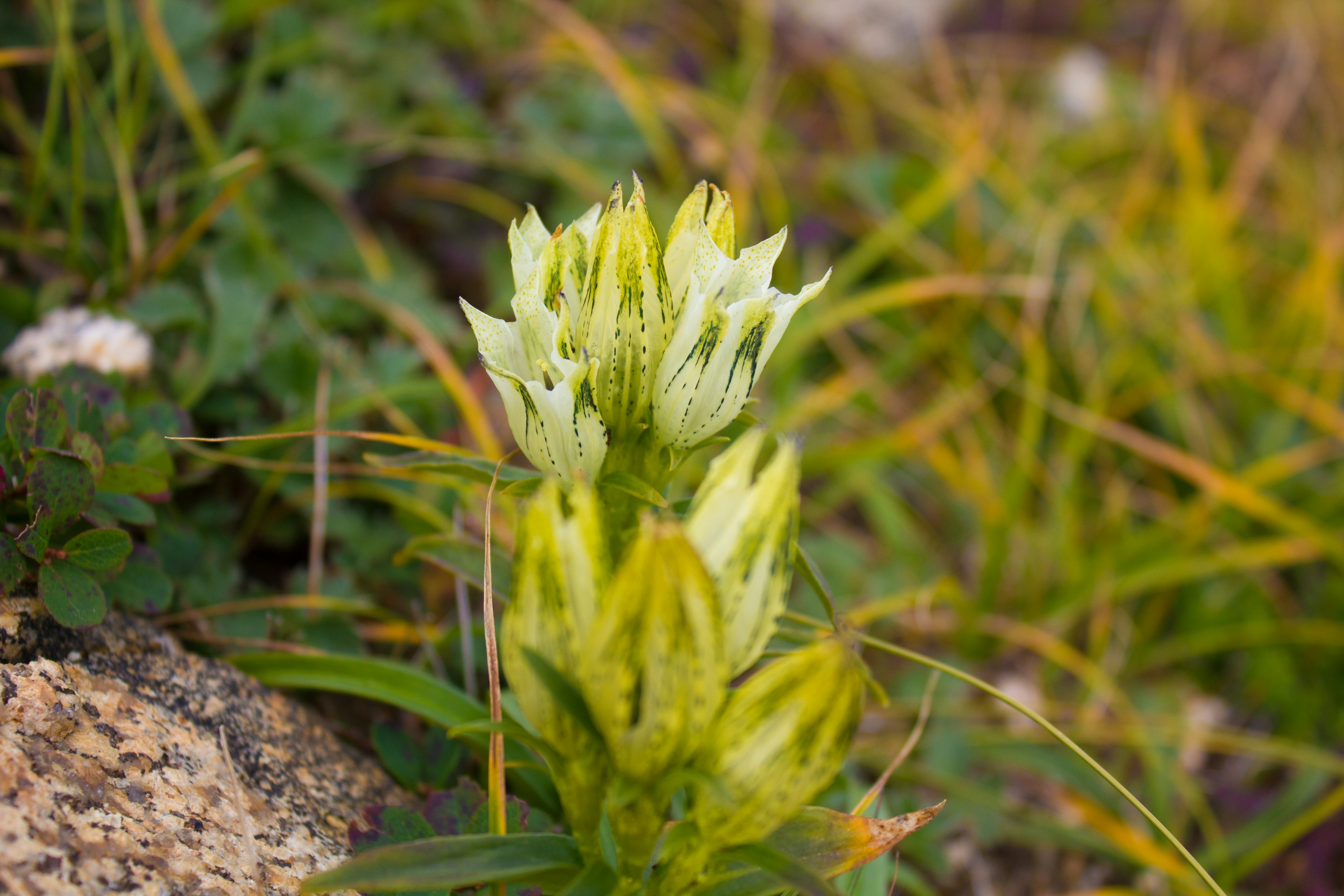 A flowering plant with white blooms among green grass