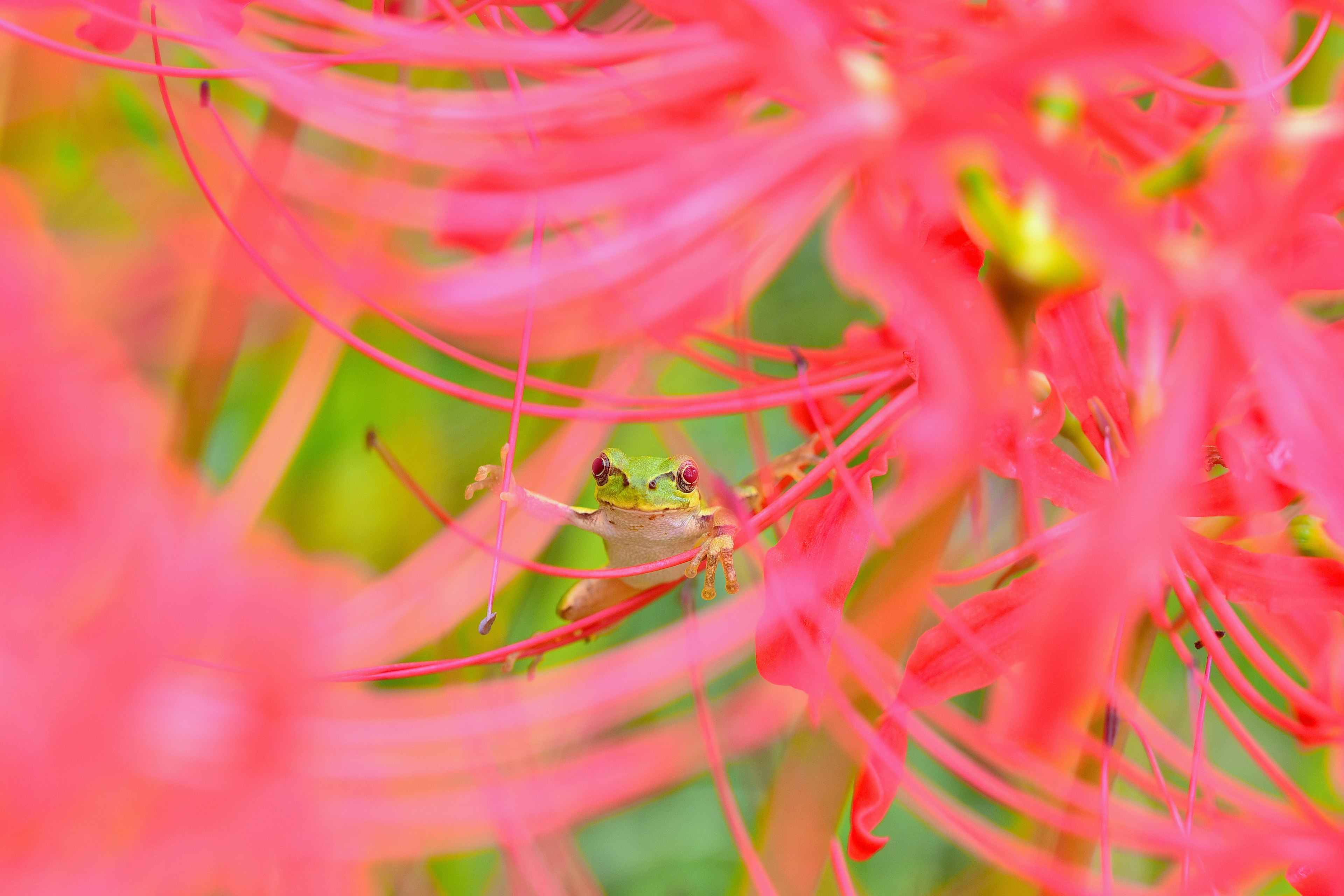 Ein kleiner Frosch, der sich zwischen lebhaften roten Blumen versteckt