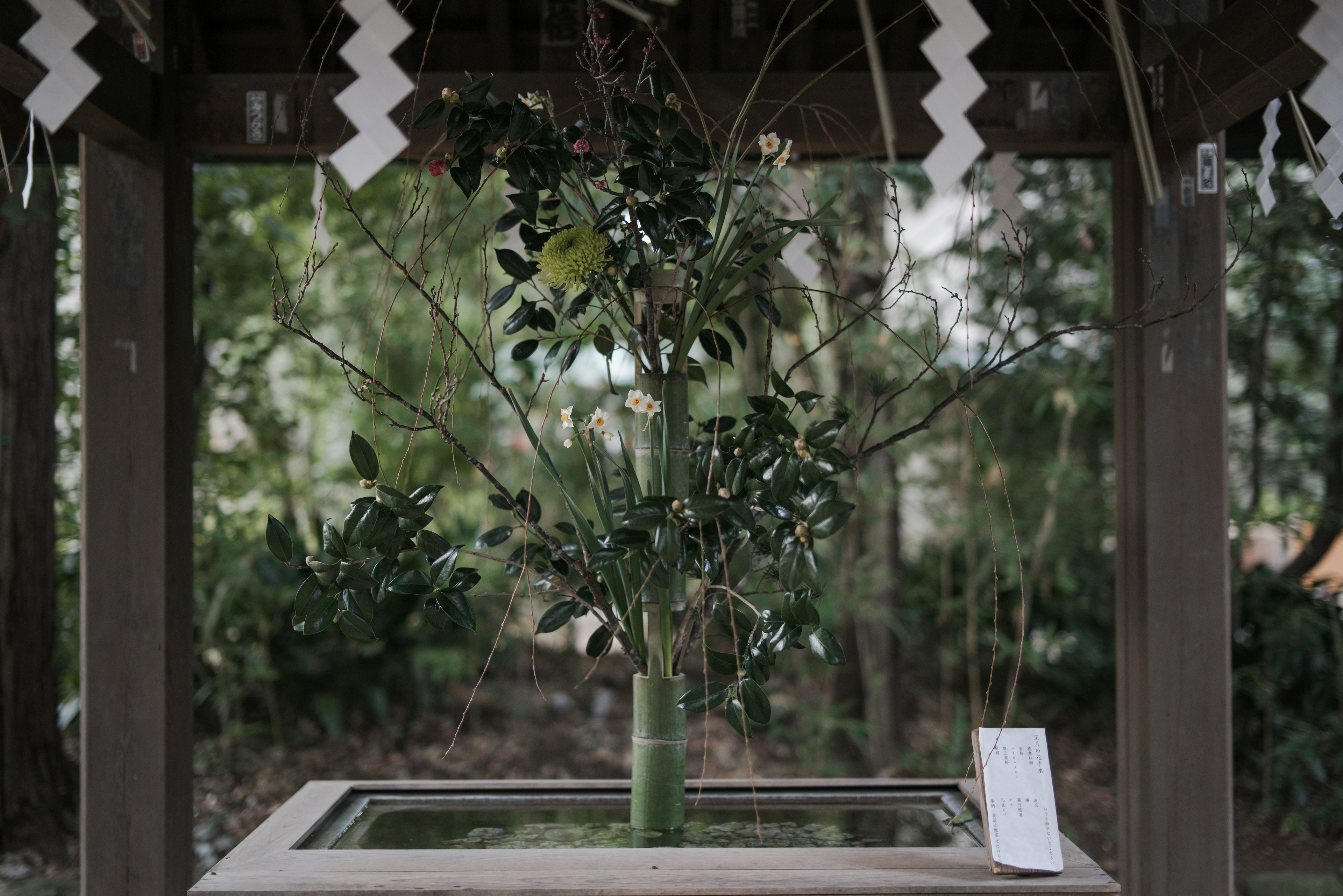 A decorative green plant and bamboo in a shrine water basin