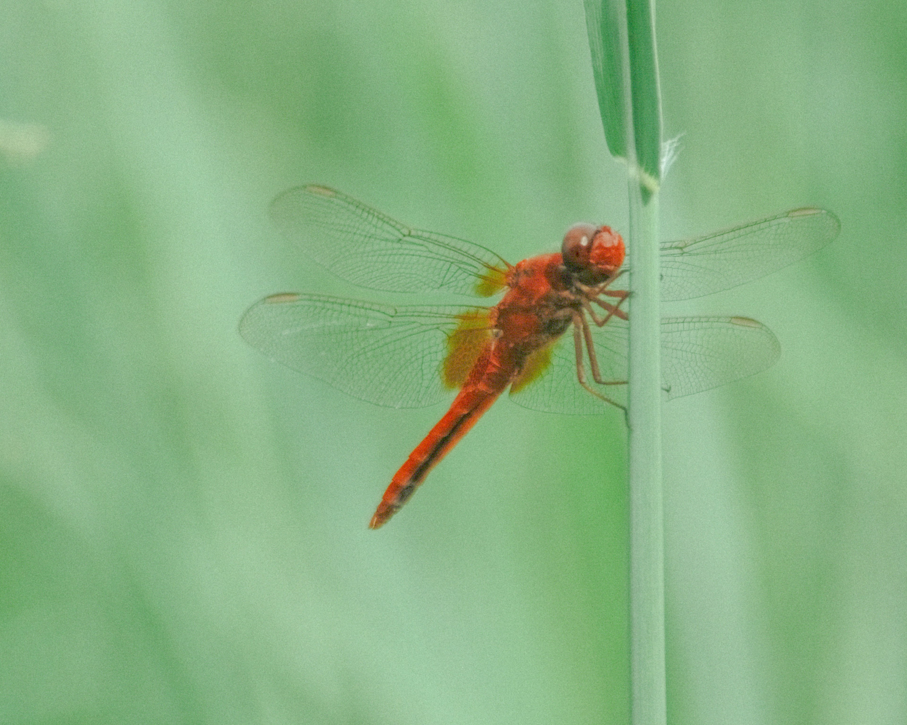 Una libélula roja posada en una hoja de hierba contra un fondo verde