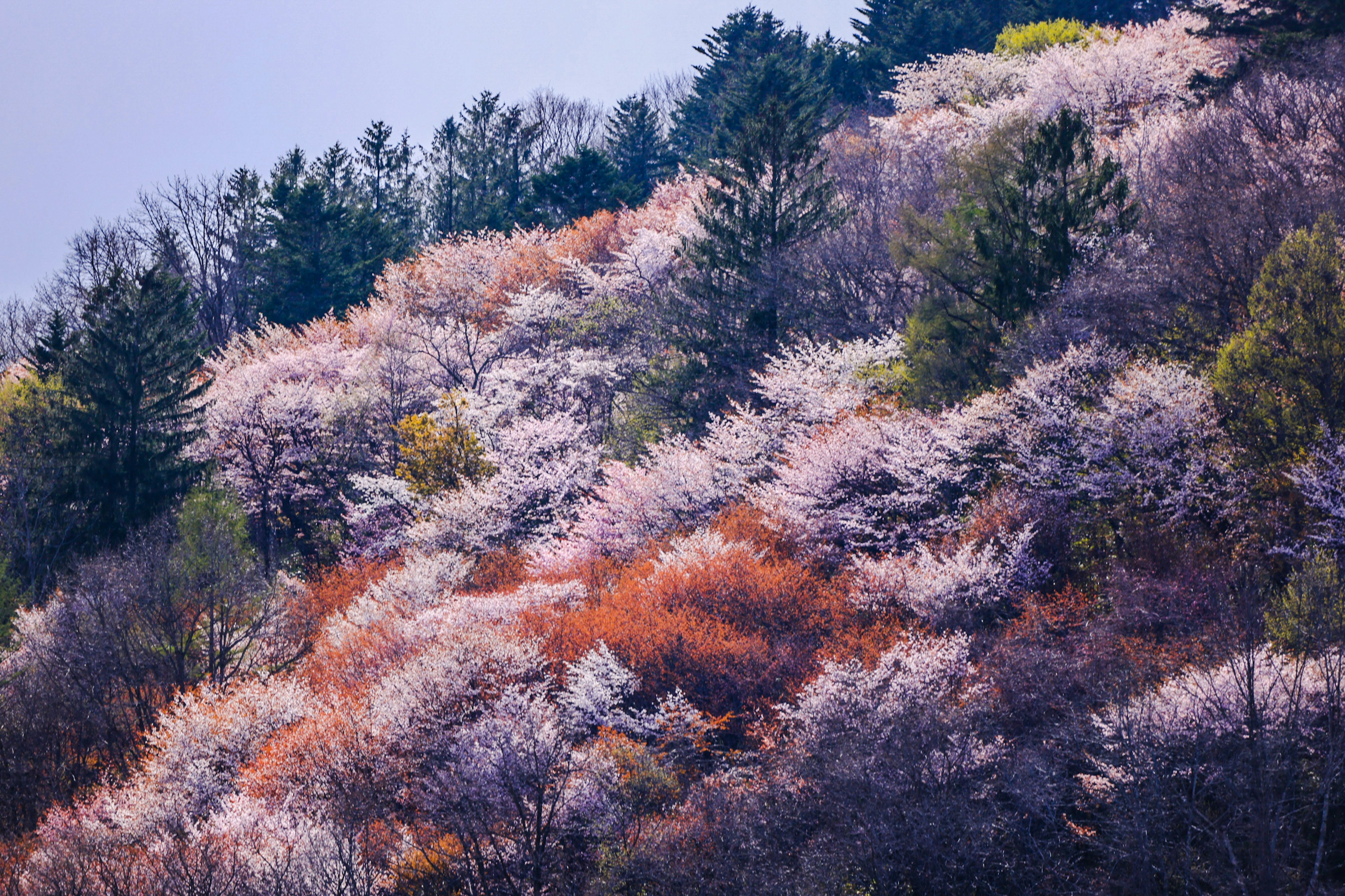 色とりどりの花が咲く山の風景