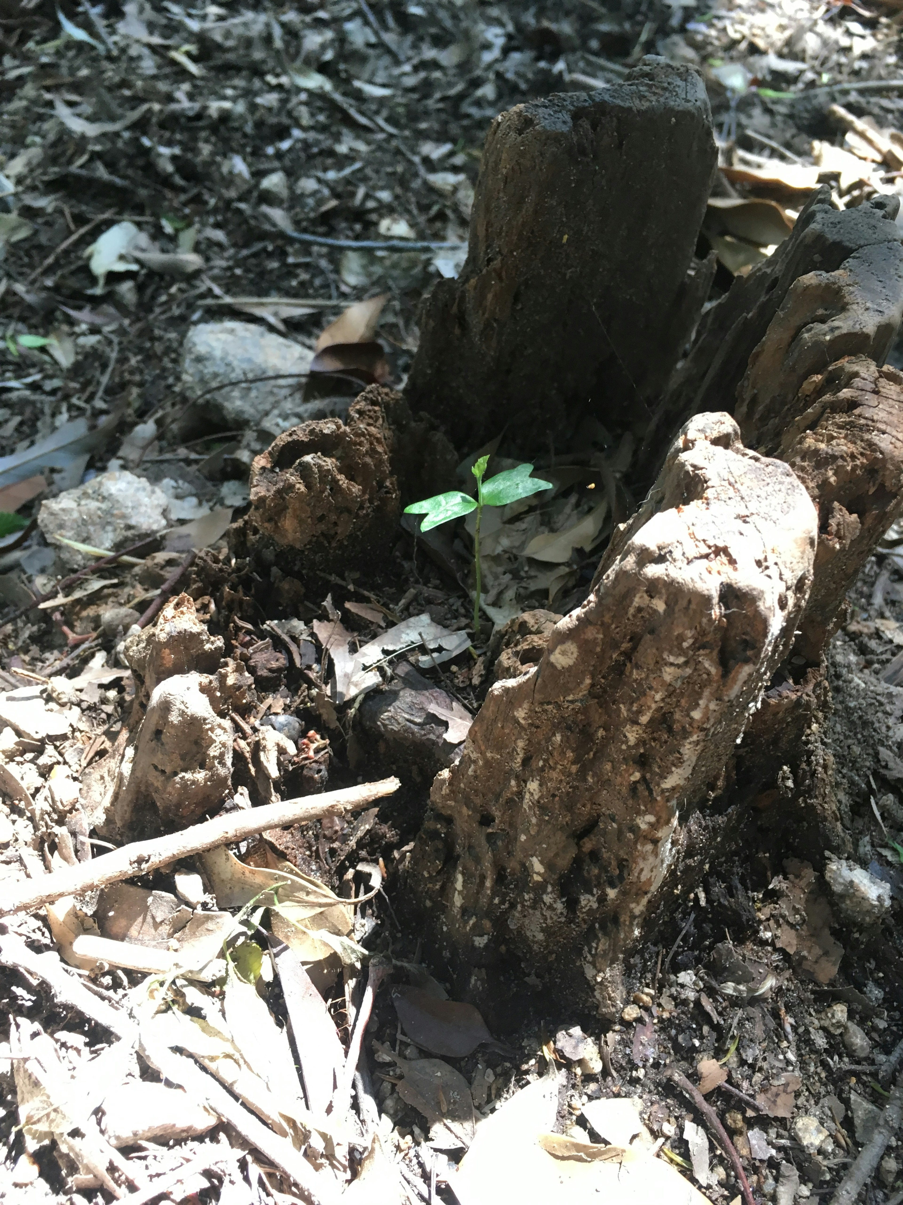 木の根元に新しい緑の葉が生えている風景