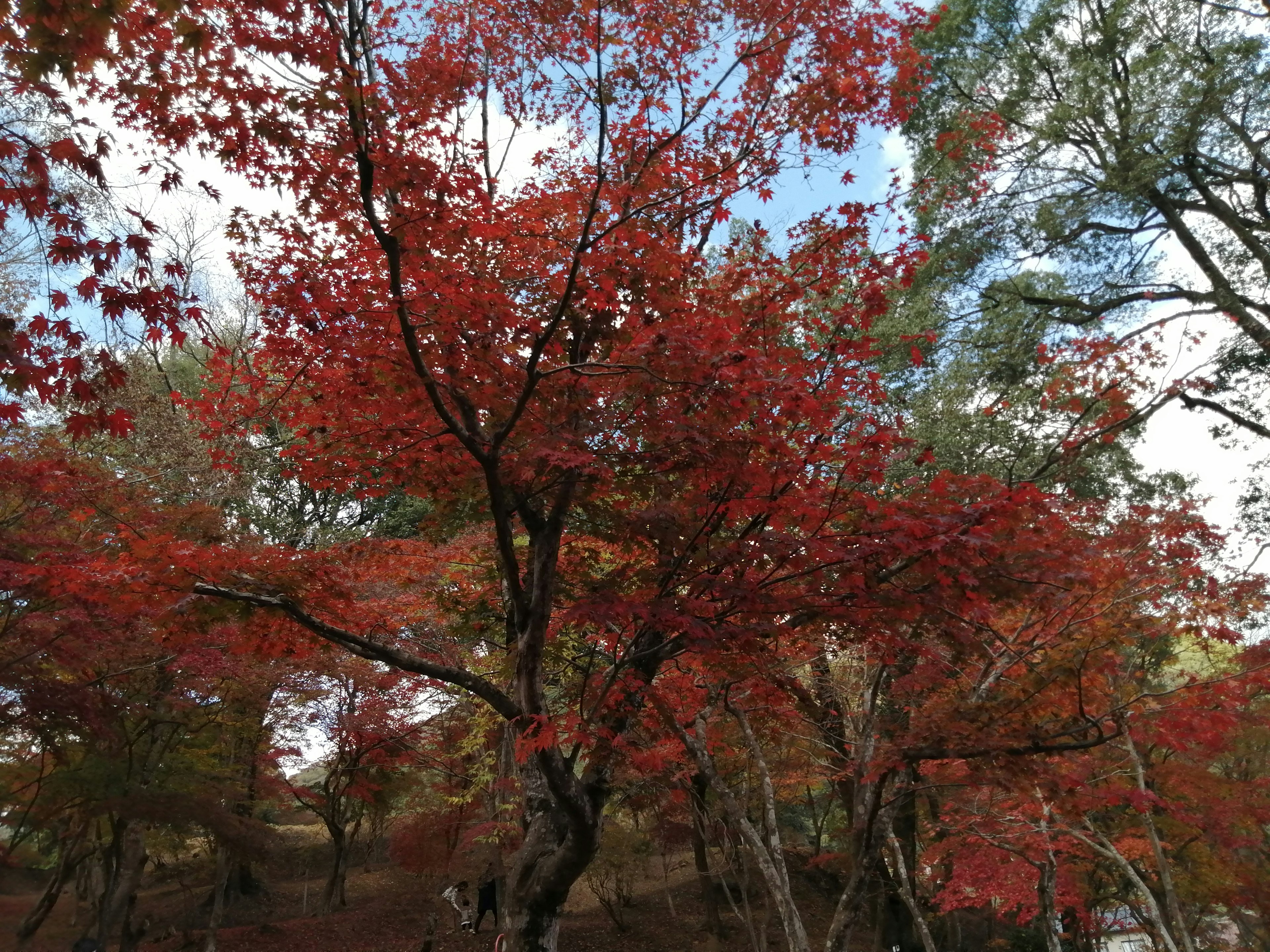 Paisaje otoñal con árboles que muestran hojas rojas vibrantes