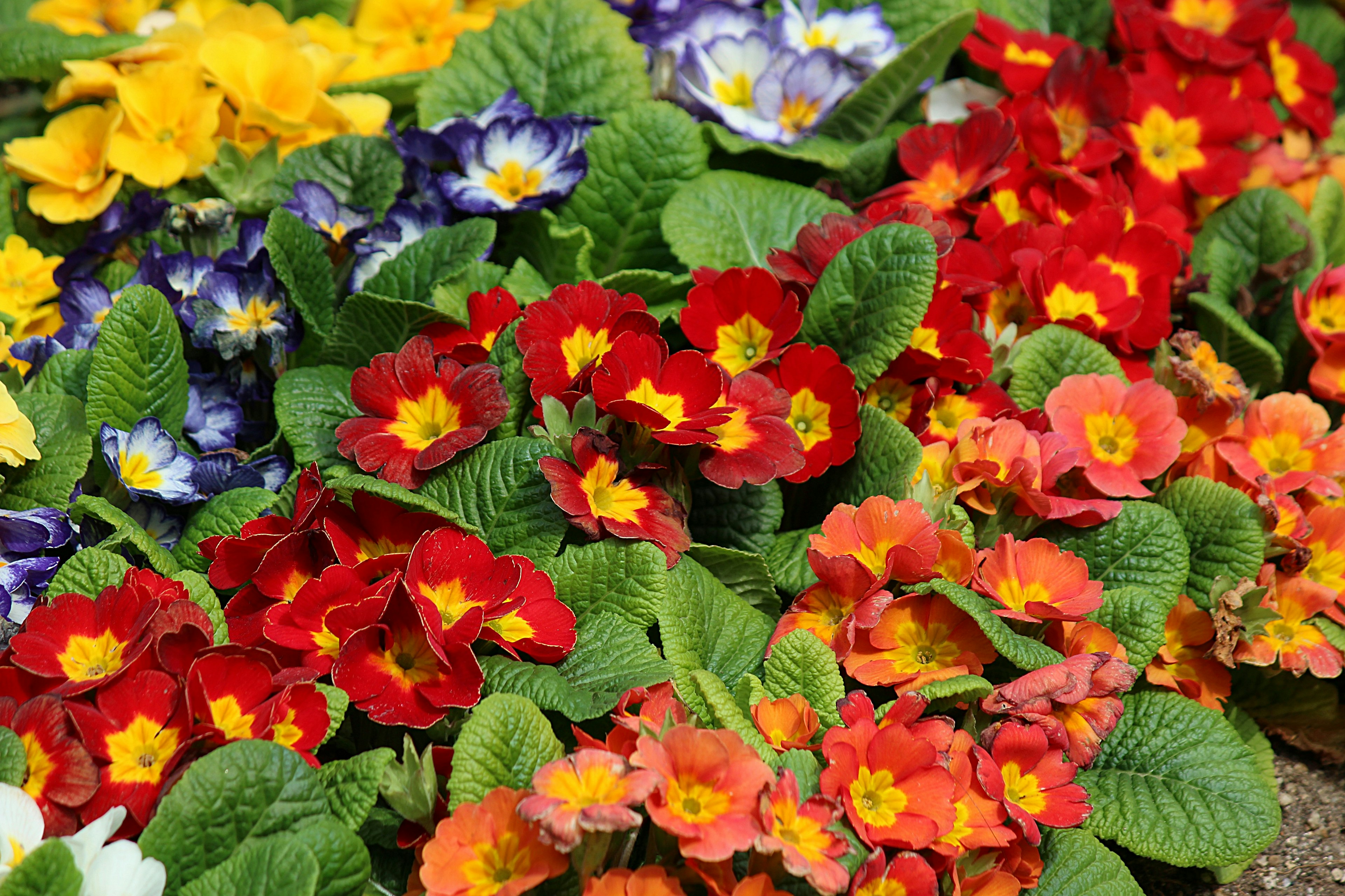 Escena de jardín vibrante con flores en flor que presentan primulas rojas y naranjas junto a flores moradas