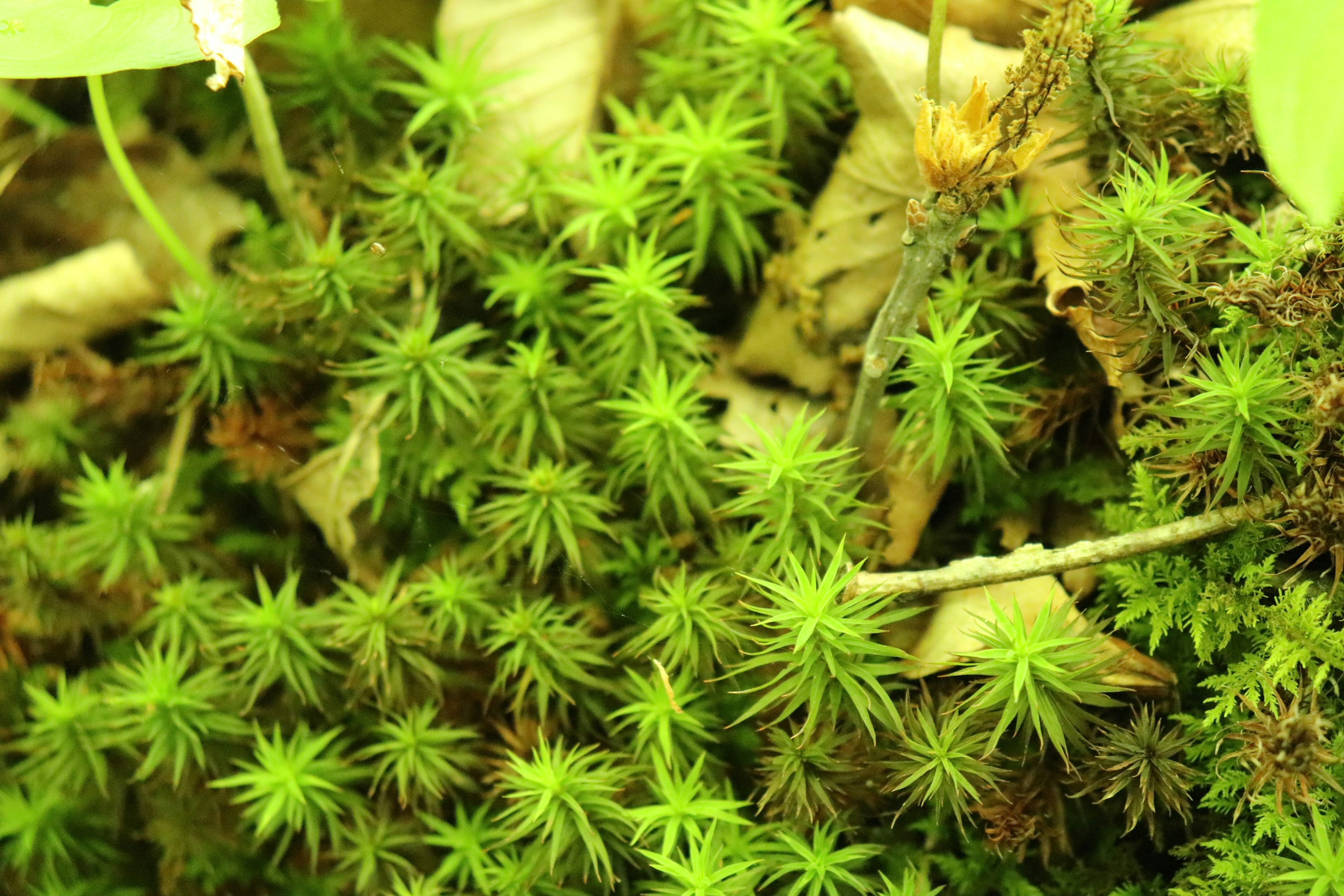 A close-up view of green moss and dried leaves on the forest floor