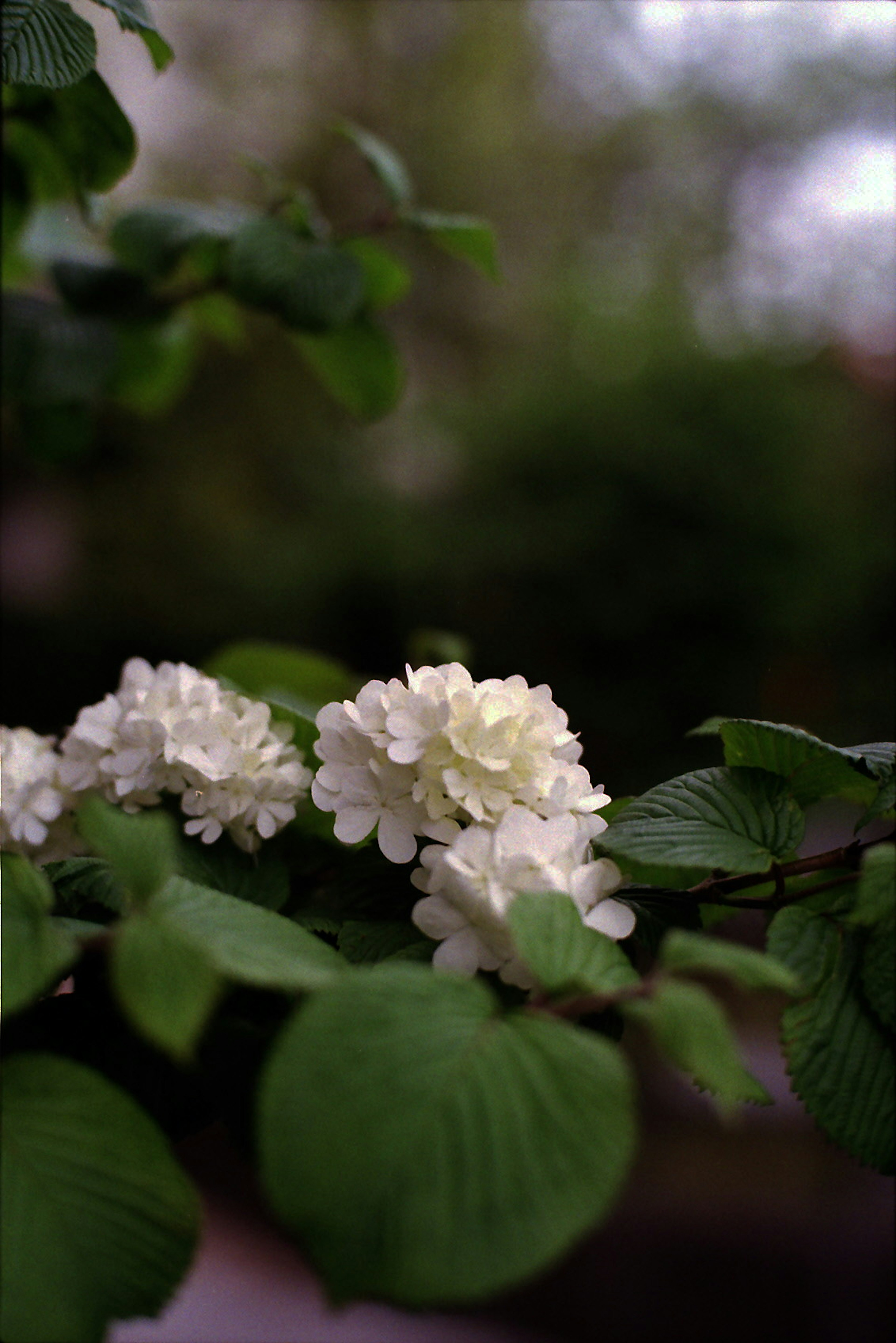 Close-up of white flowers and green leaves on a plant