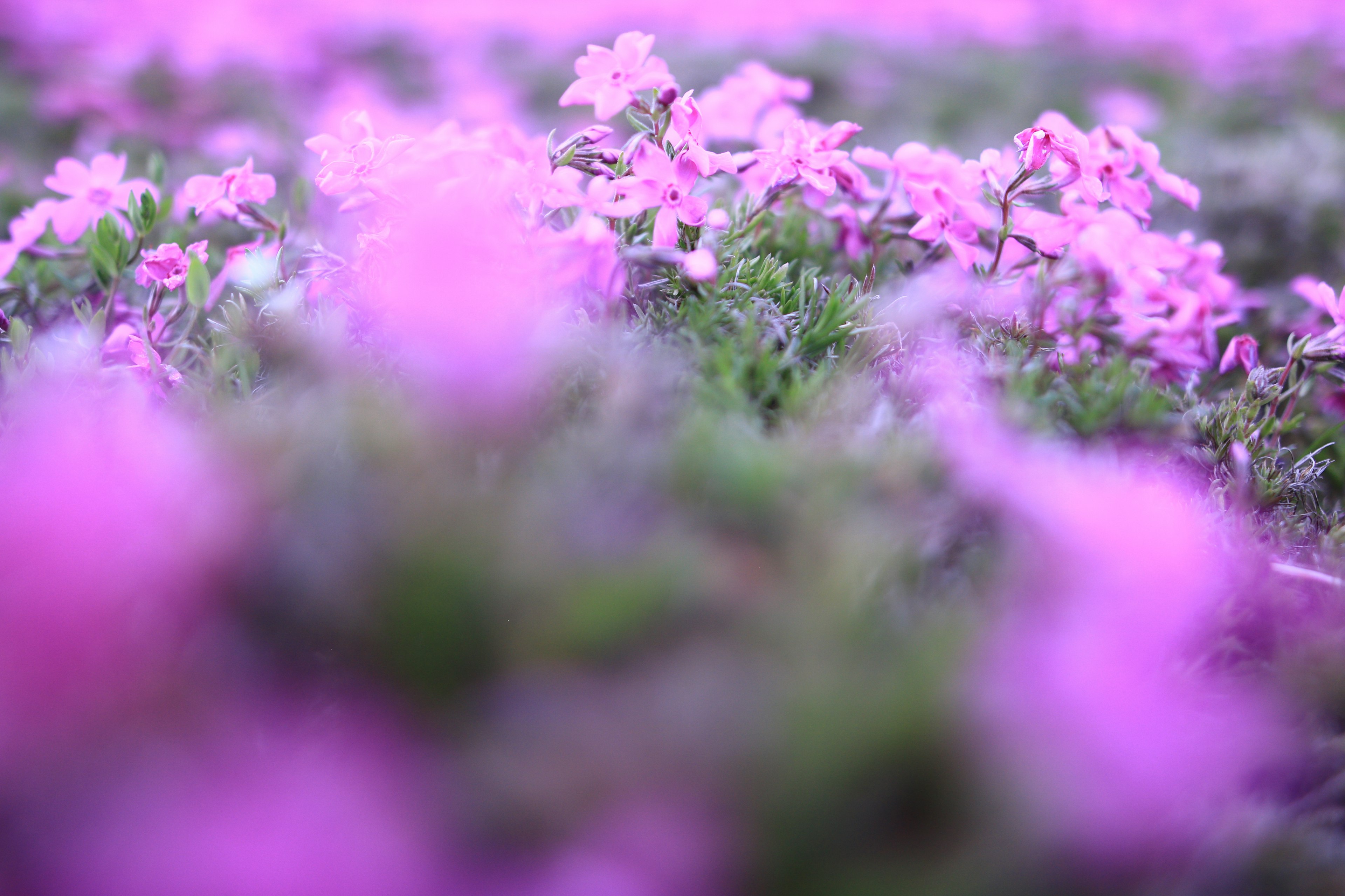 Verschwommene Landschaft mit blühenden rosa Blumen