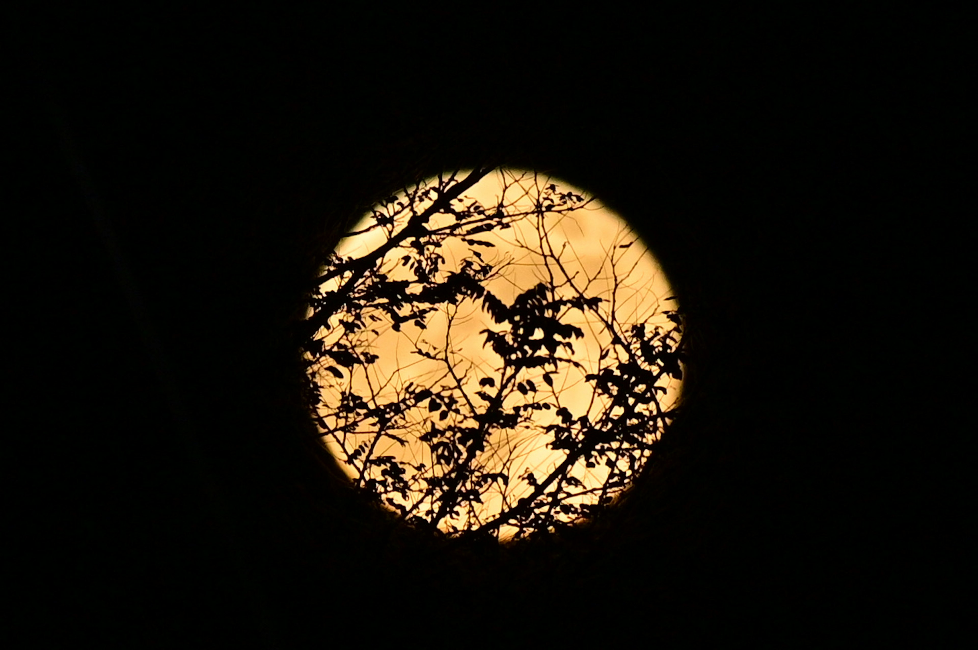 Luna llena naranja rodeada de ramas de árboles en silueta