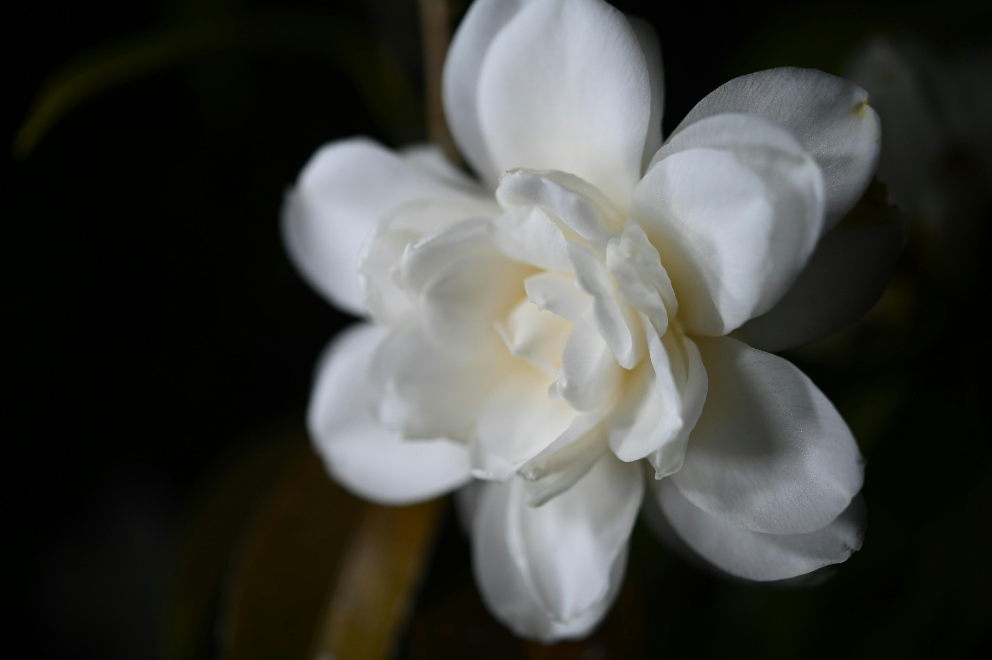 Gros plan d'une fleur blanche avec des pétales lumineux sur fond sombre