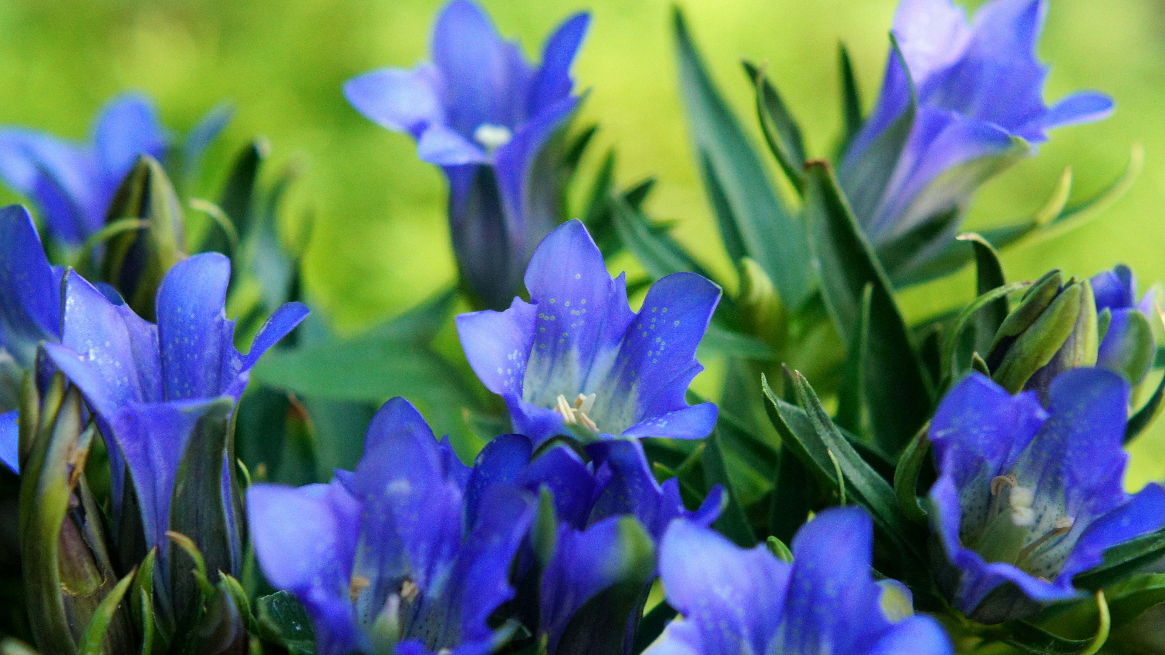 Close-up of vibrant blue flowers in a lush green setting