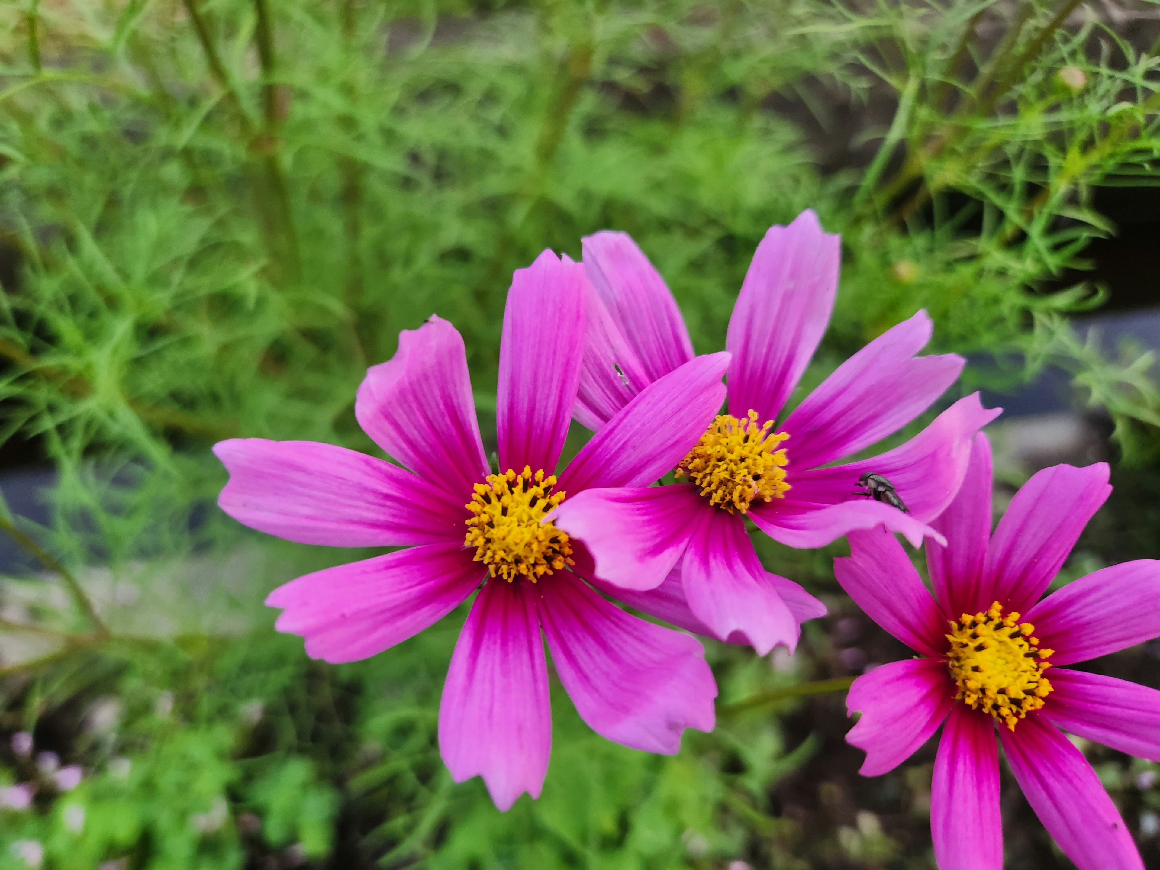 ピンクの花びらを持つコスモスの花のクローズアップ