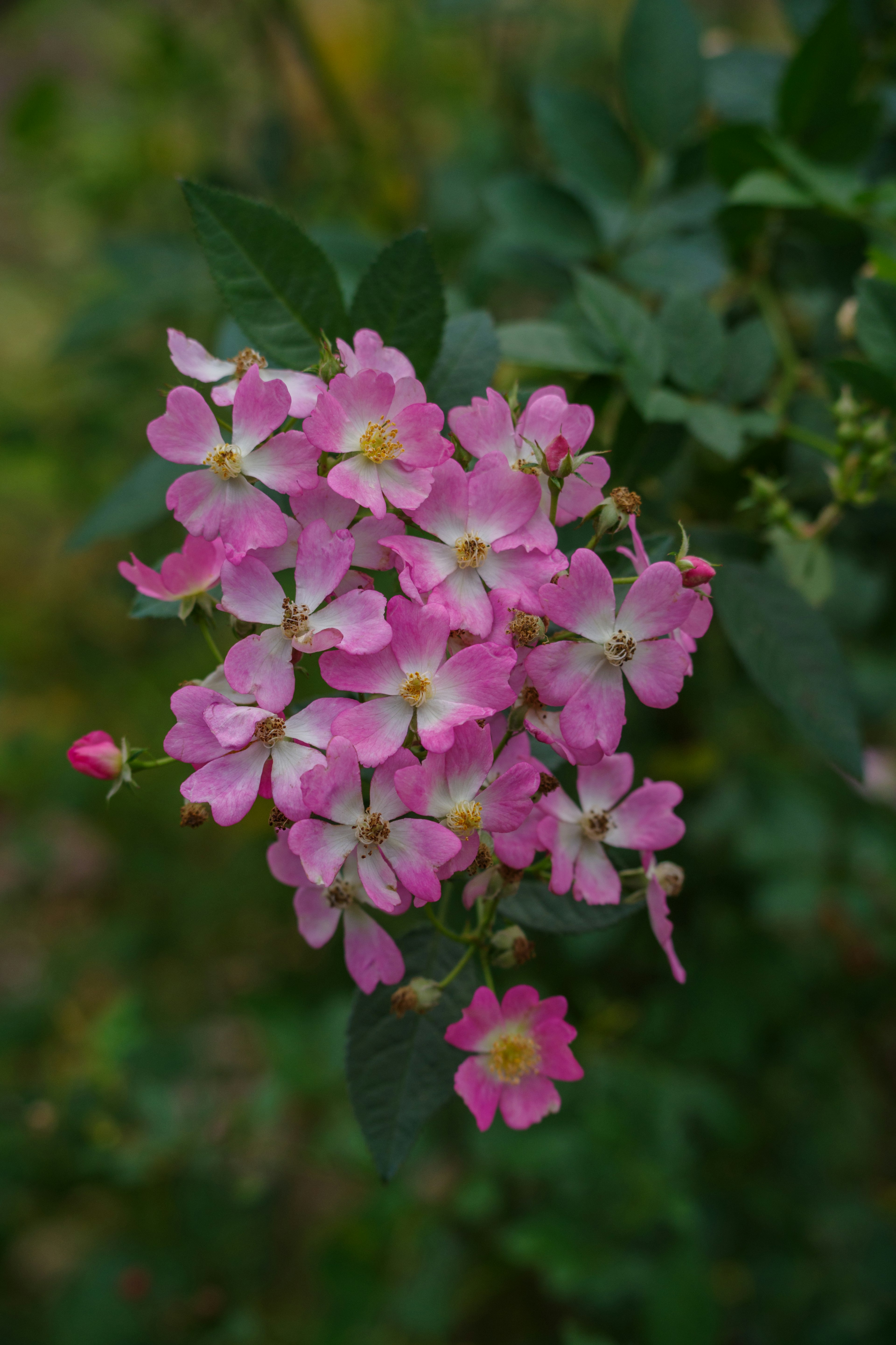 ピンクの花が集まって咲いている様子 緑の葉が周りにある