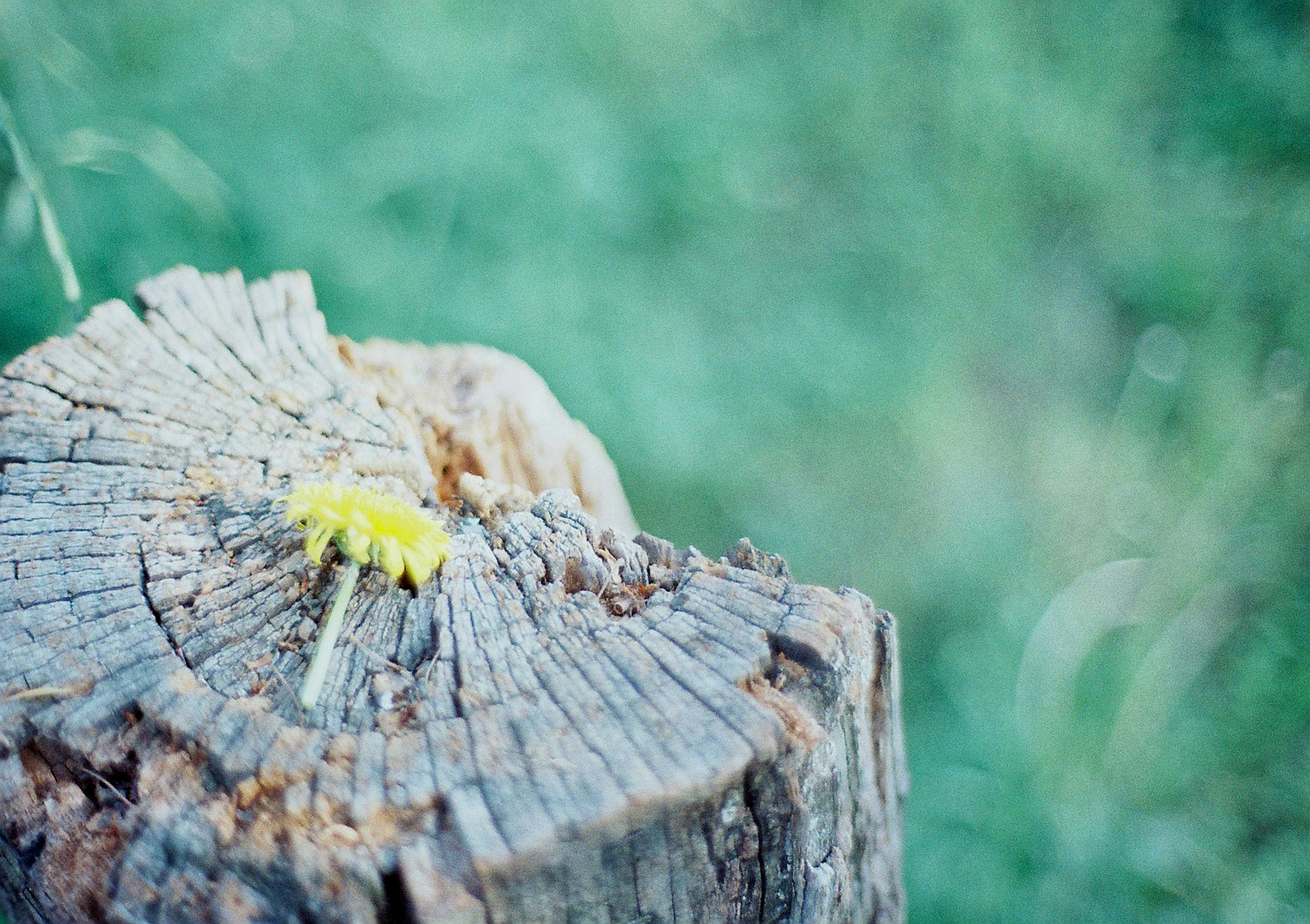 Una oruga amarilla sobre un tronco de madera con un fondo verde difuminado