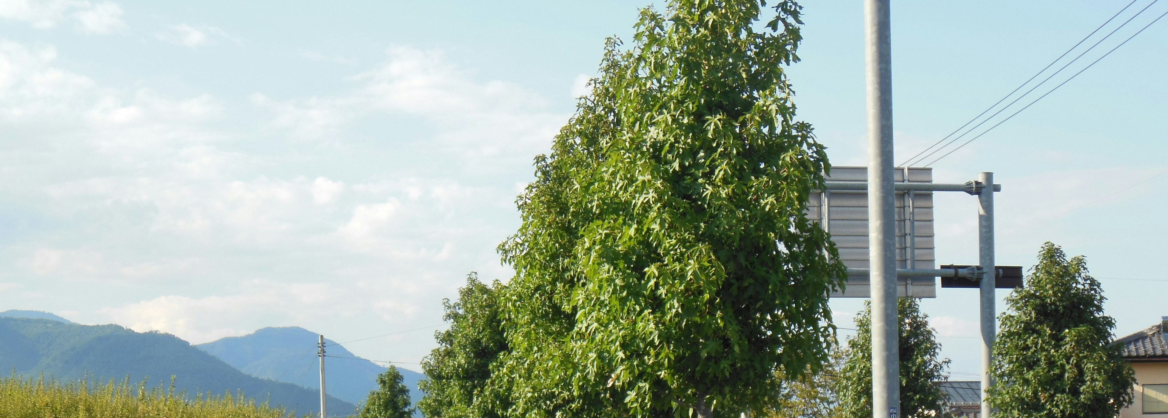 Landschaft mit Bäumen und Bergen unter blauem Himmel