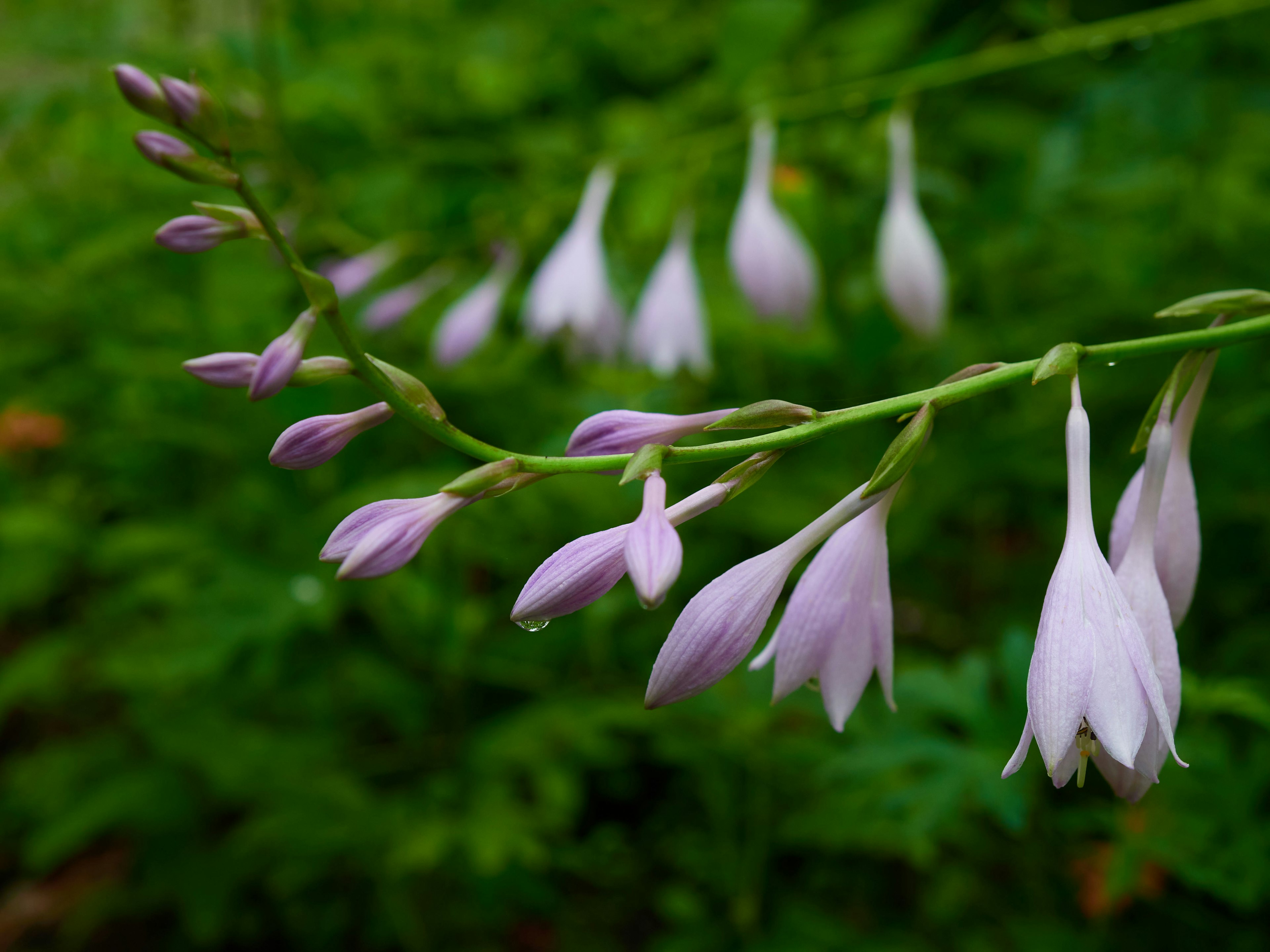 Tallo de hosta con flores moradas pálidas contra un fondo verde