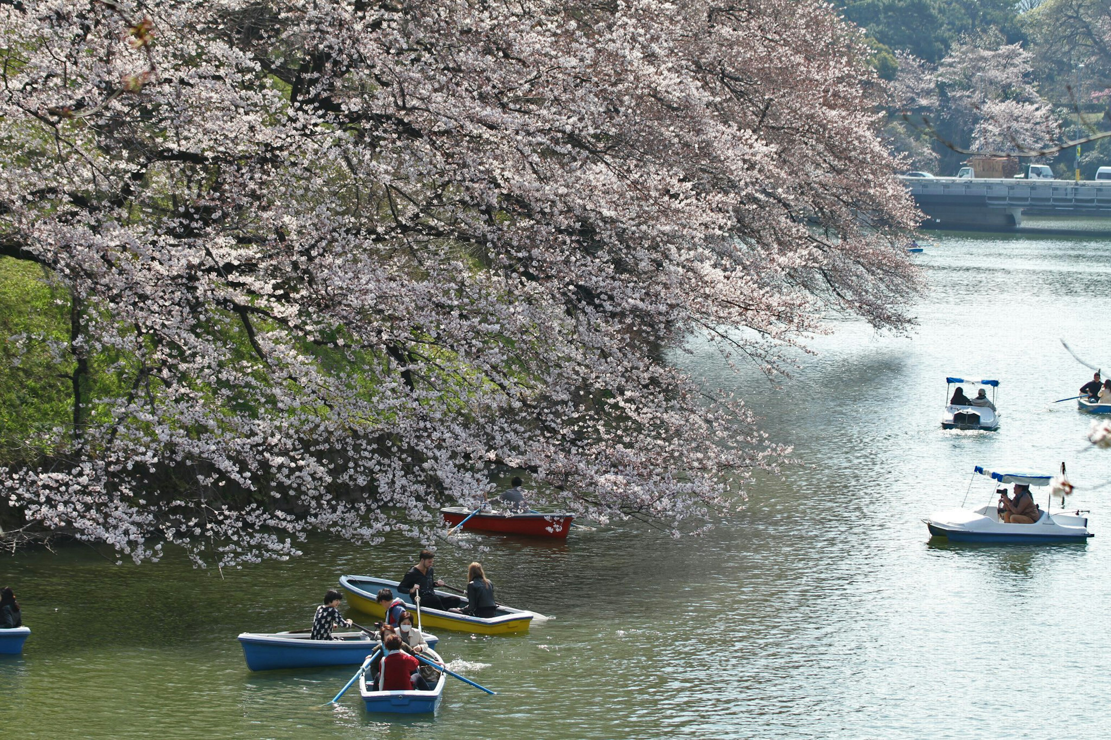 Pemandangan indah perahu di bawah pohon sakura yang mekar