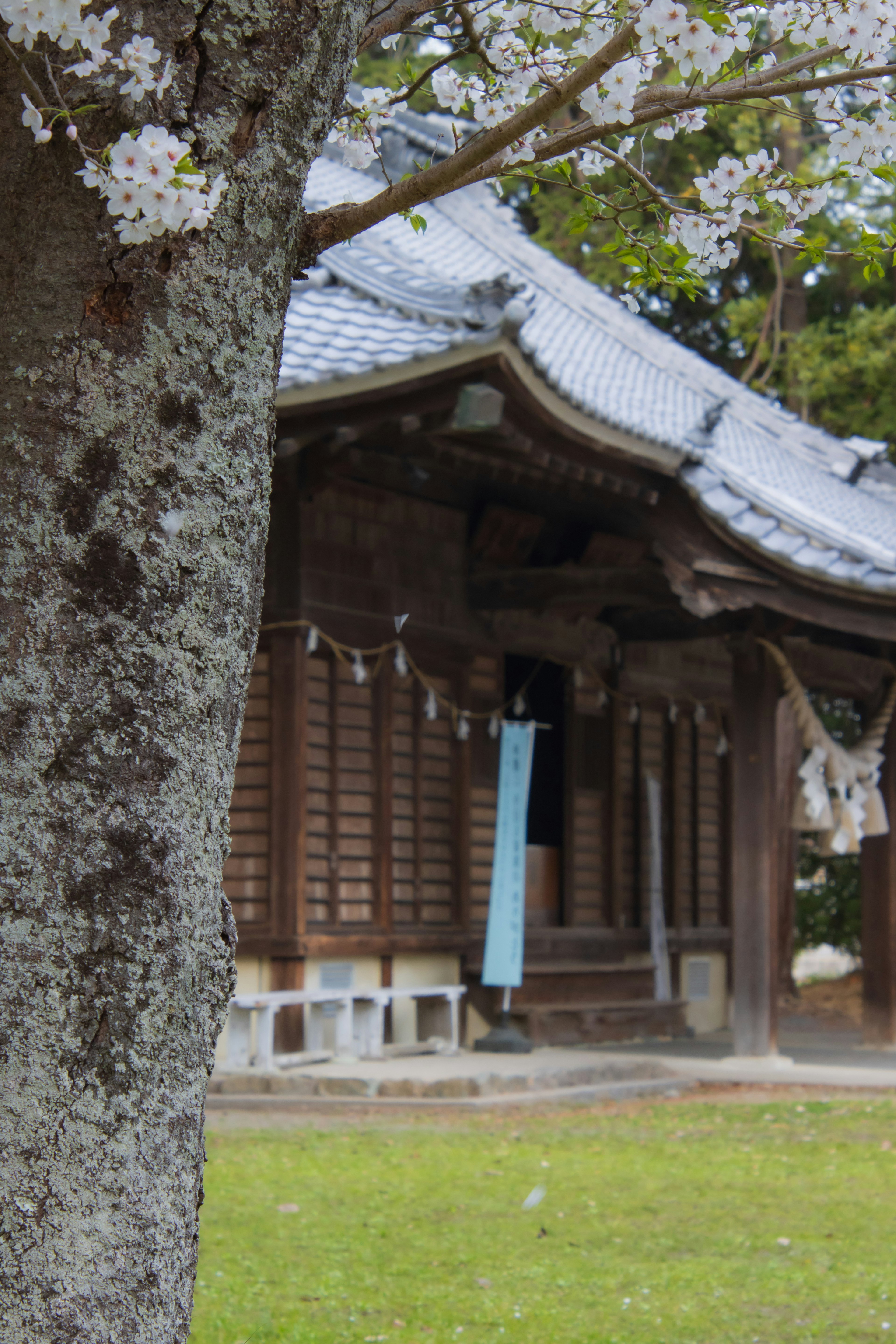 Bild eines traditionellen japanischen Gebäudes neben einem Kirschbaum