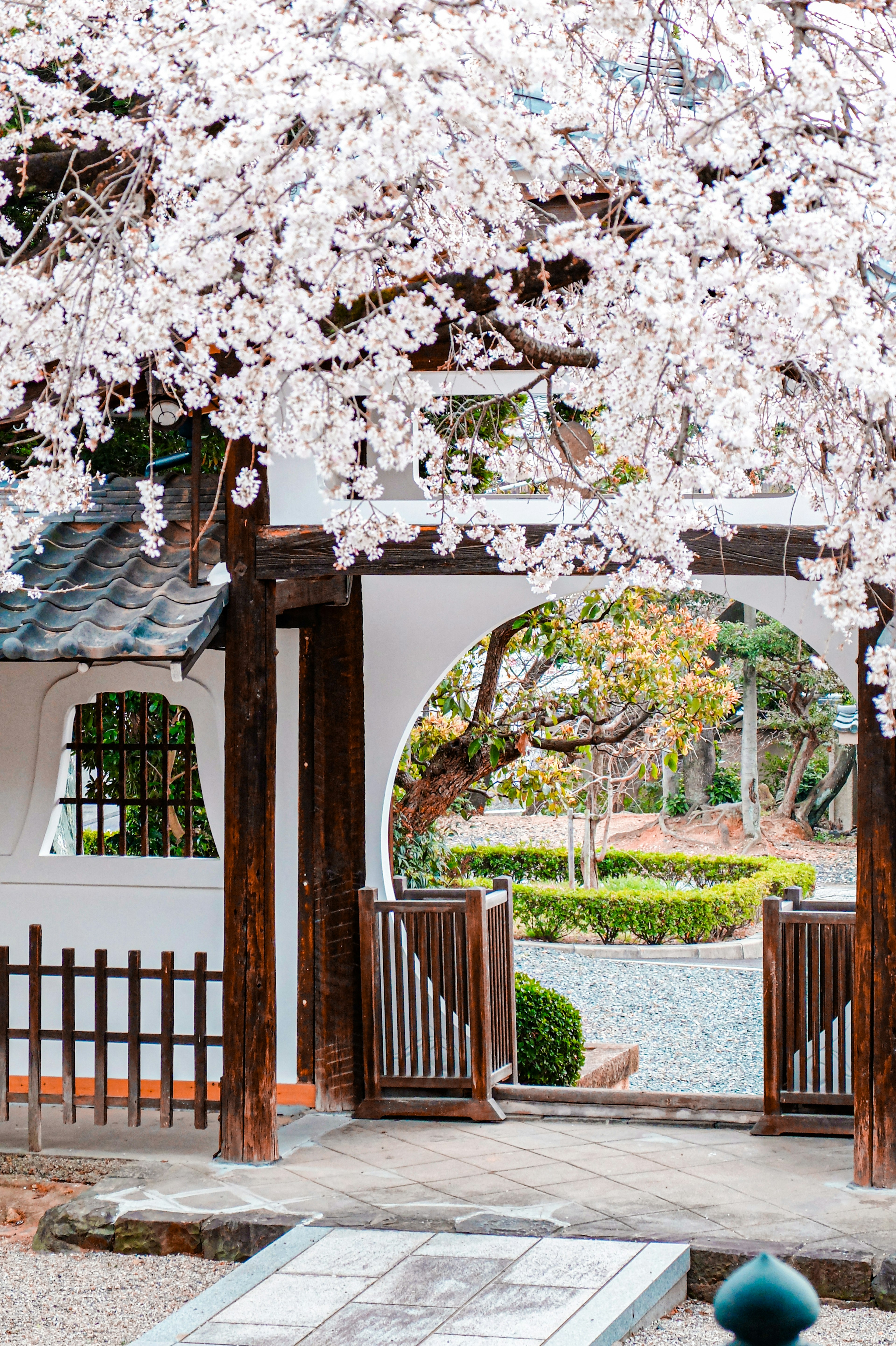 桜の花が咲く門と庭の風景