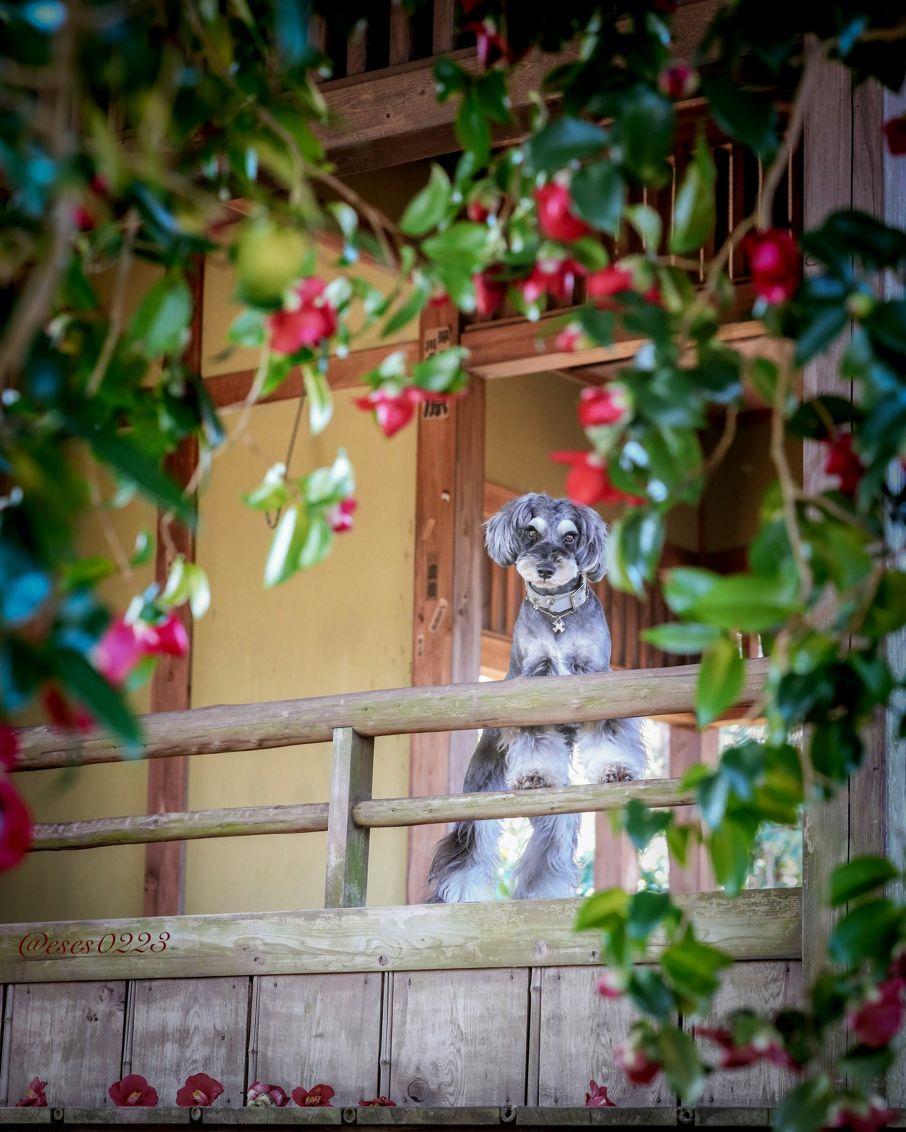 Ein Hund sitzt auf einem Balkon umgeben von blühenden Blumen