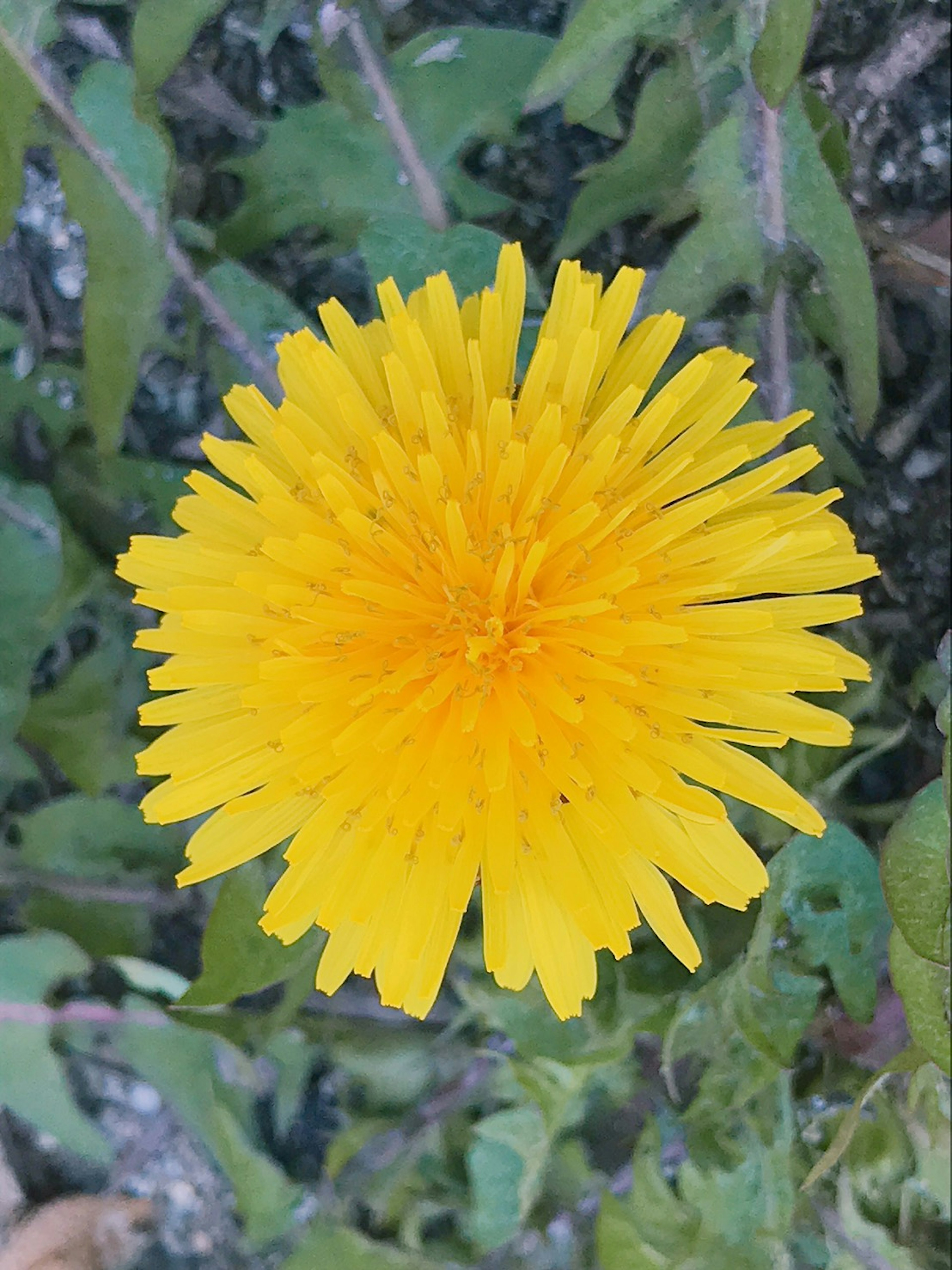 Helle gelbe Löwenzahnblüte von oben betrachtet