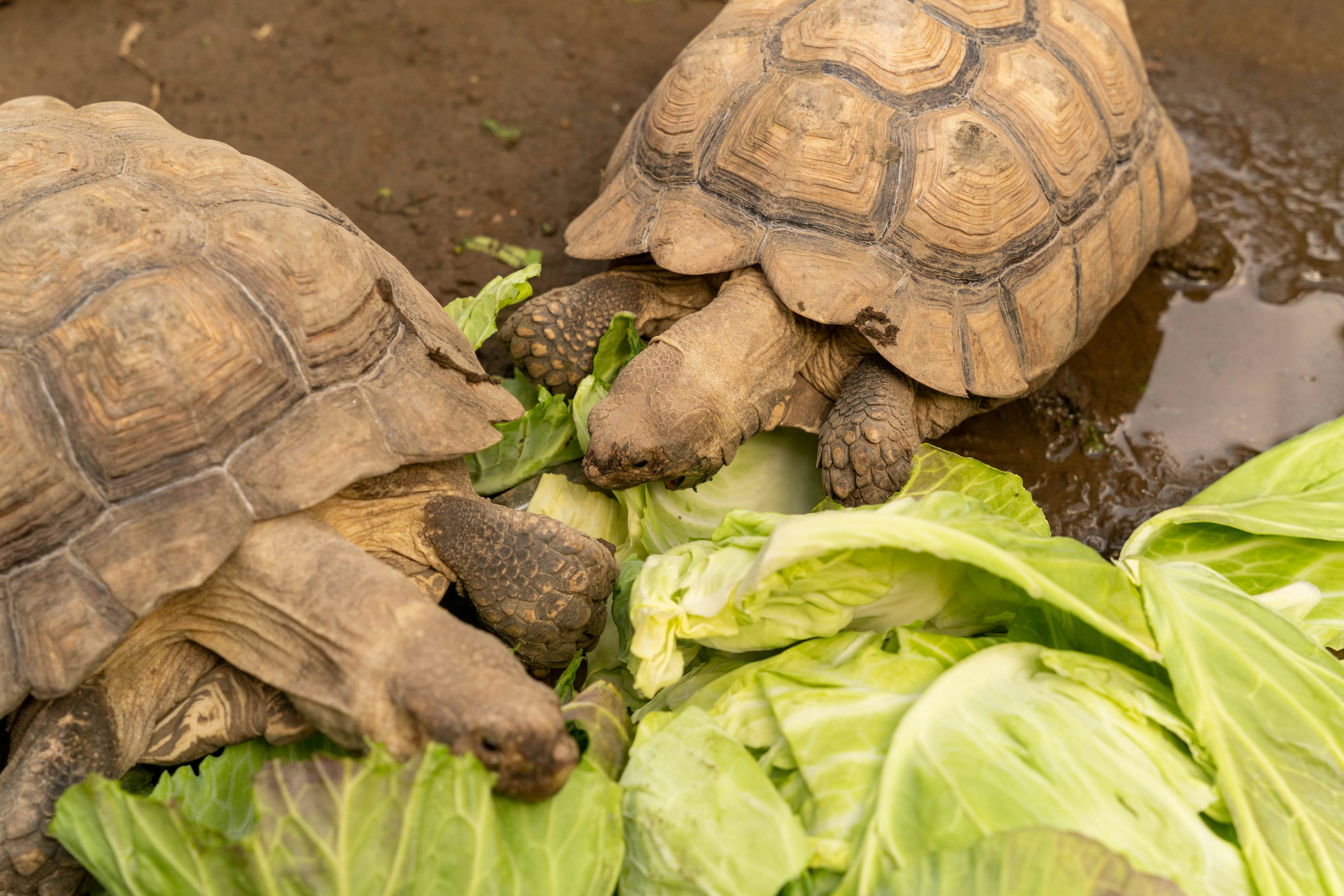 Two tortoises eating lettuce