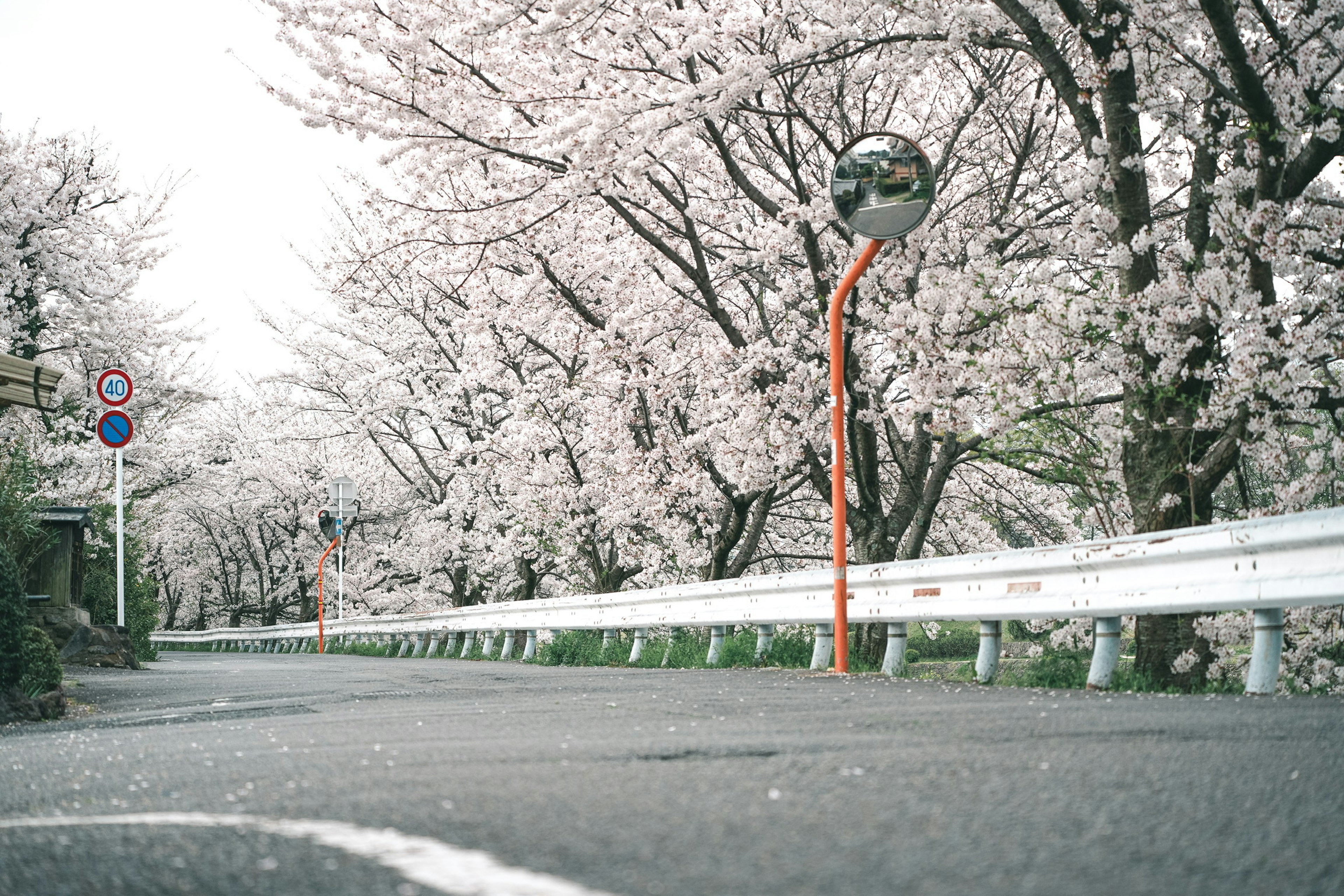 樱花树成行的道路风景 配有镜子交通标志和白色护栏
