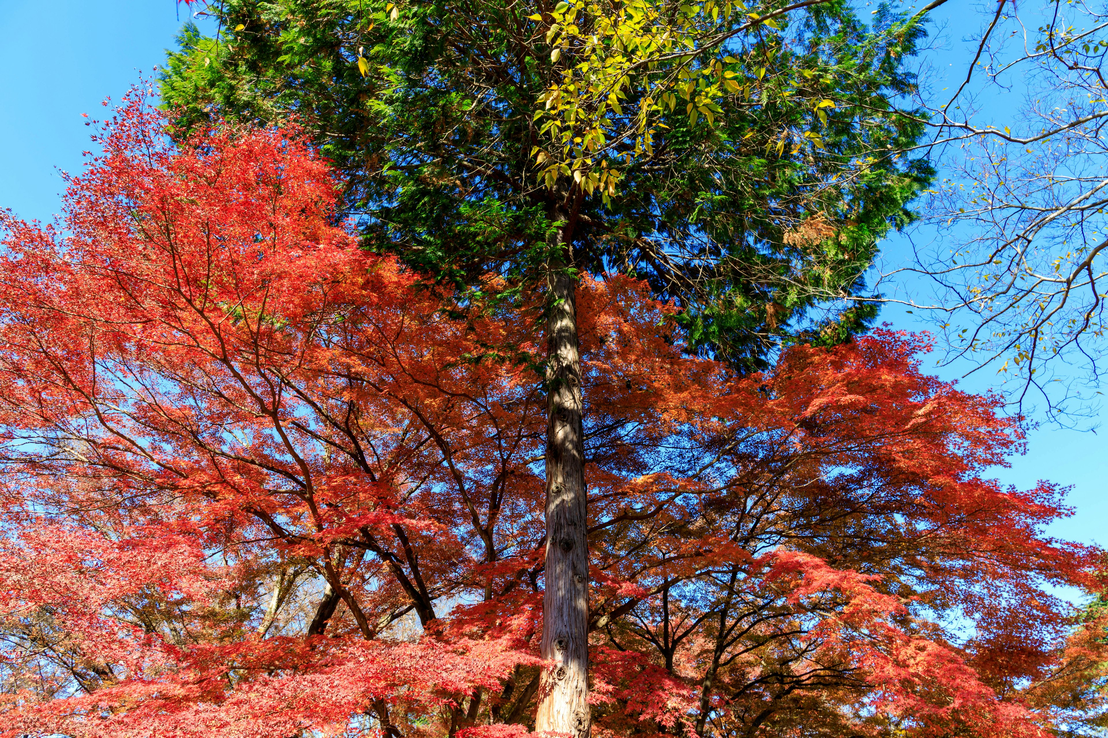 Albero con foglie rosse e verdi vivaci contro un cielo blu chiaro