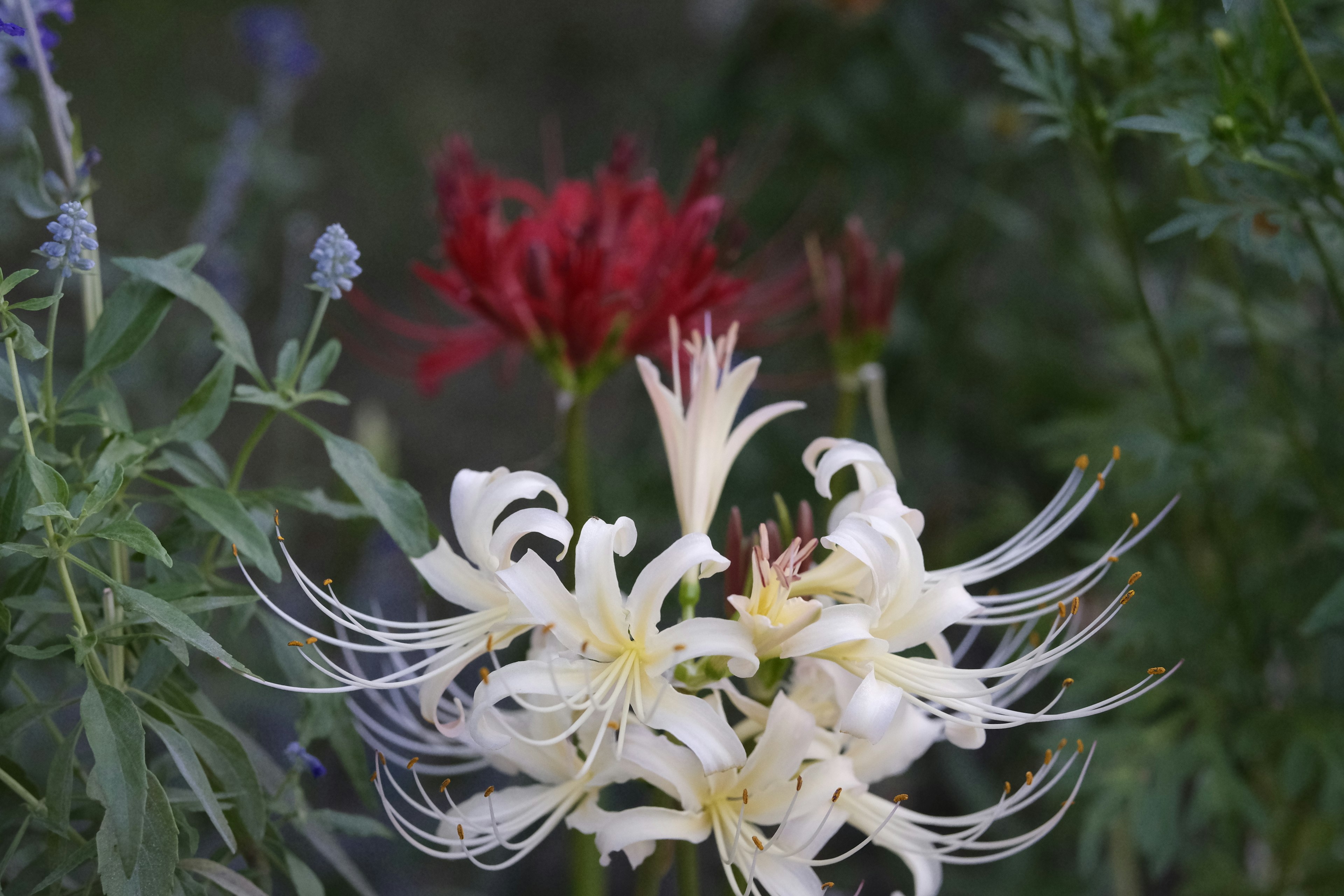 A cluster of white flowers with delicate petals in the foreground and red flowers in the background