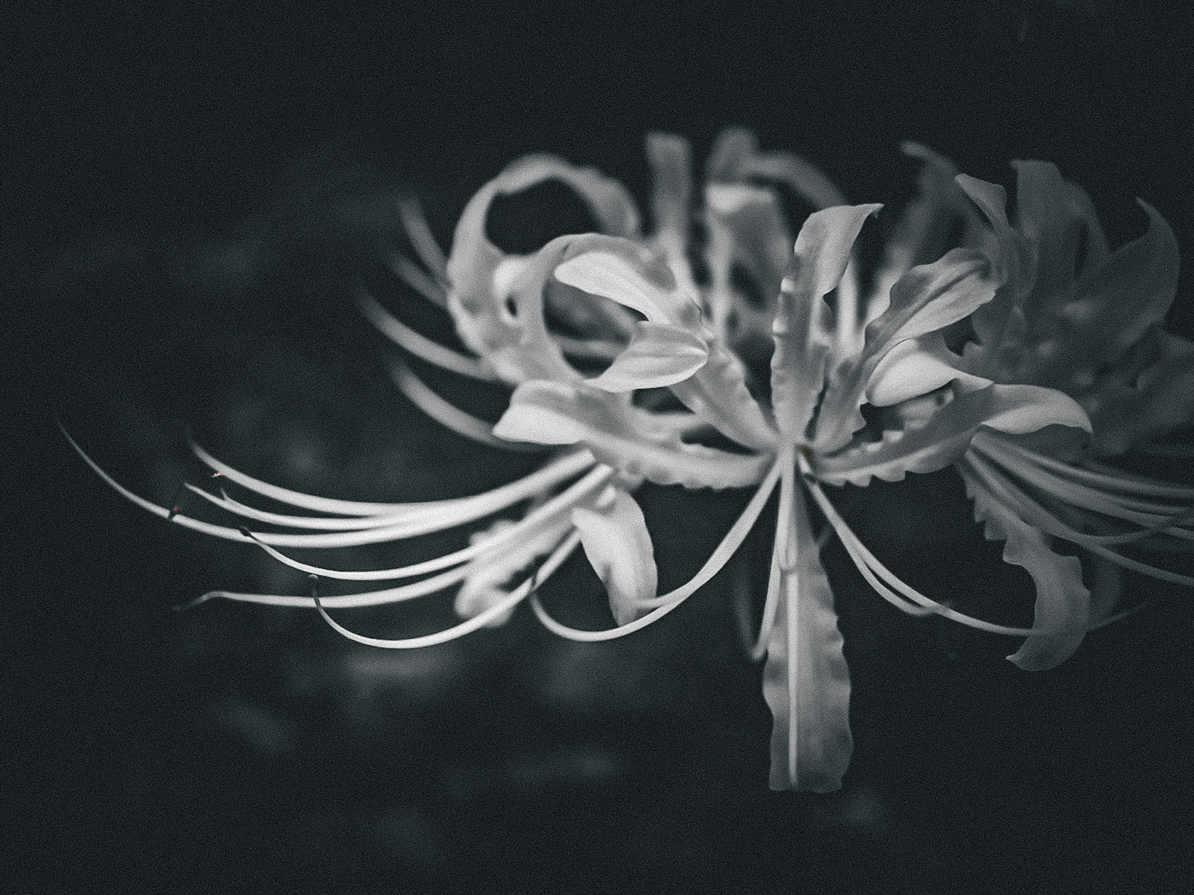 Unique petals and slender stems of a spider lily against a black and white background