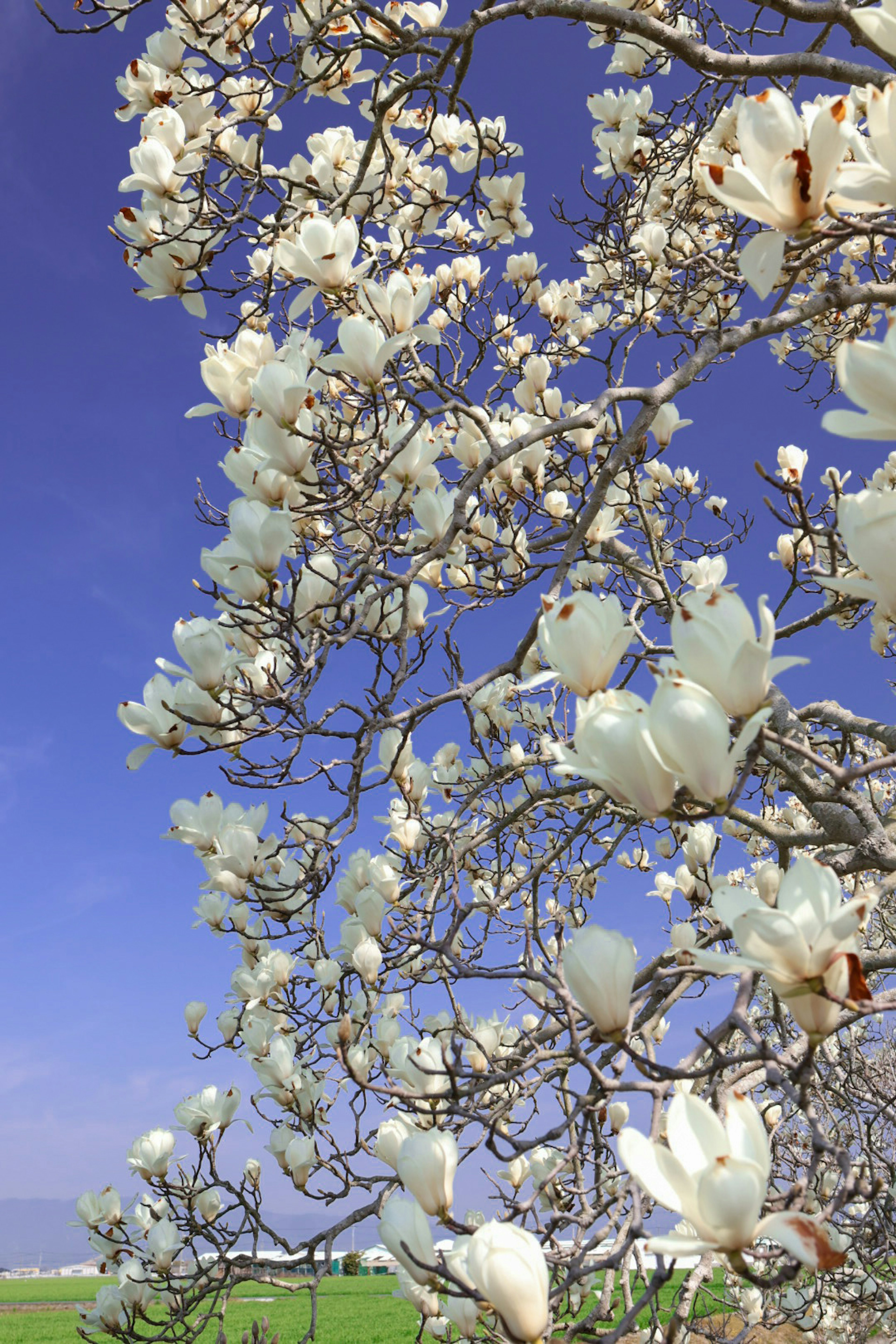 Pohon magnolia dengan bunga putih di bawah langit biru