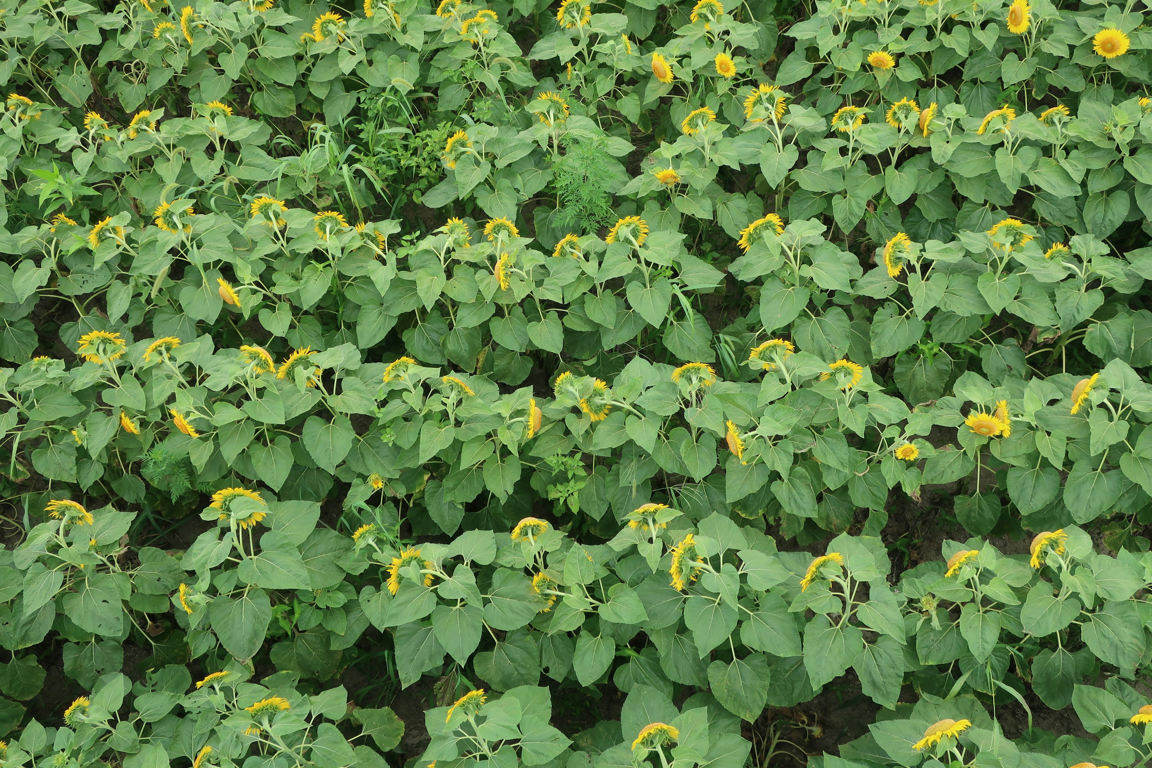 Aerial view of a sunflower field with green leaves and yellow buds