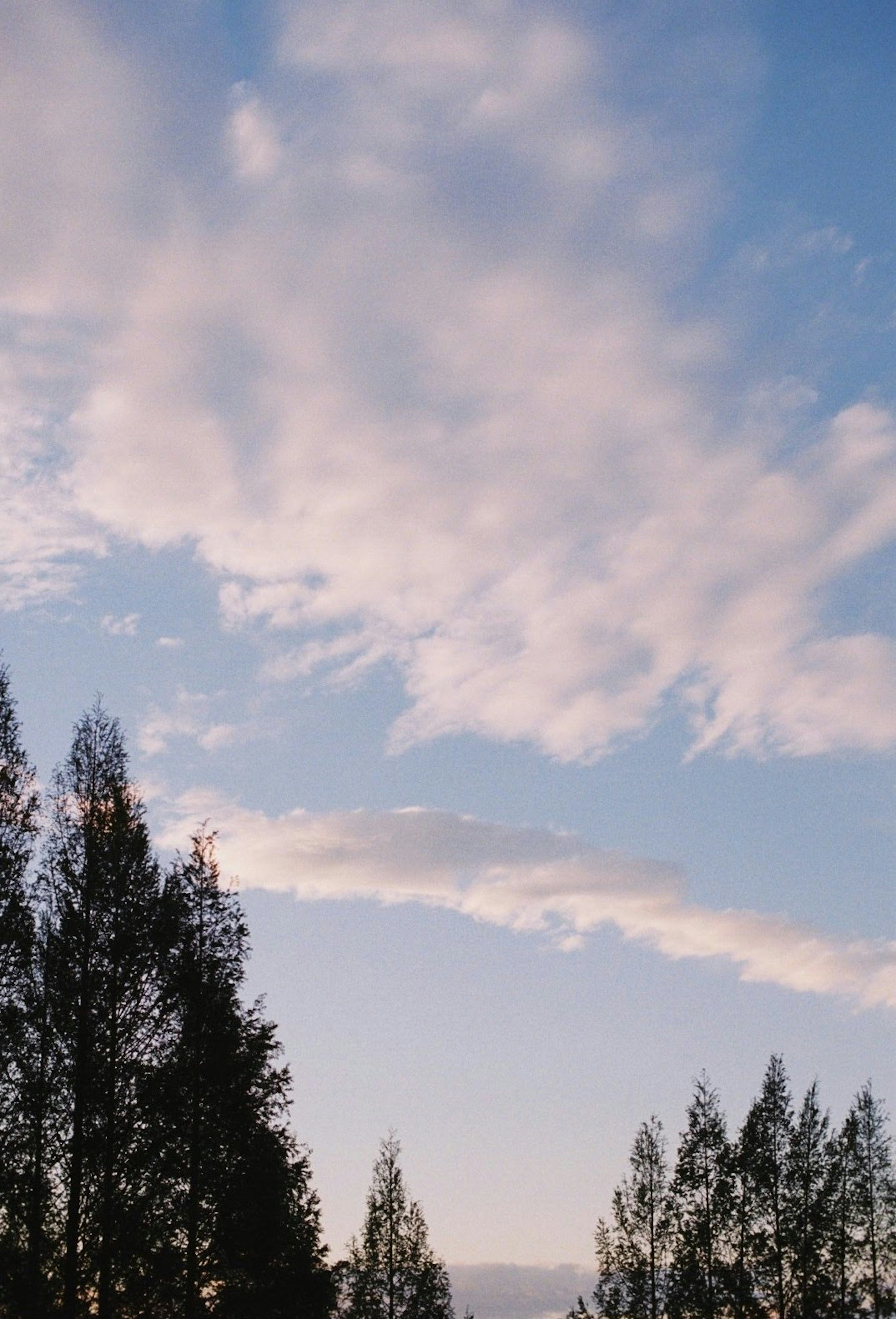 Silhouette von Bäumen vor blauem Himmel mit Wolken