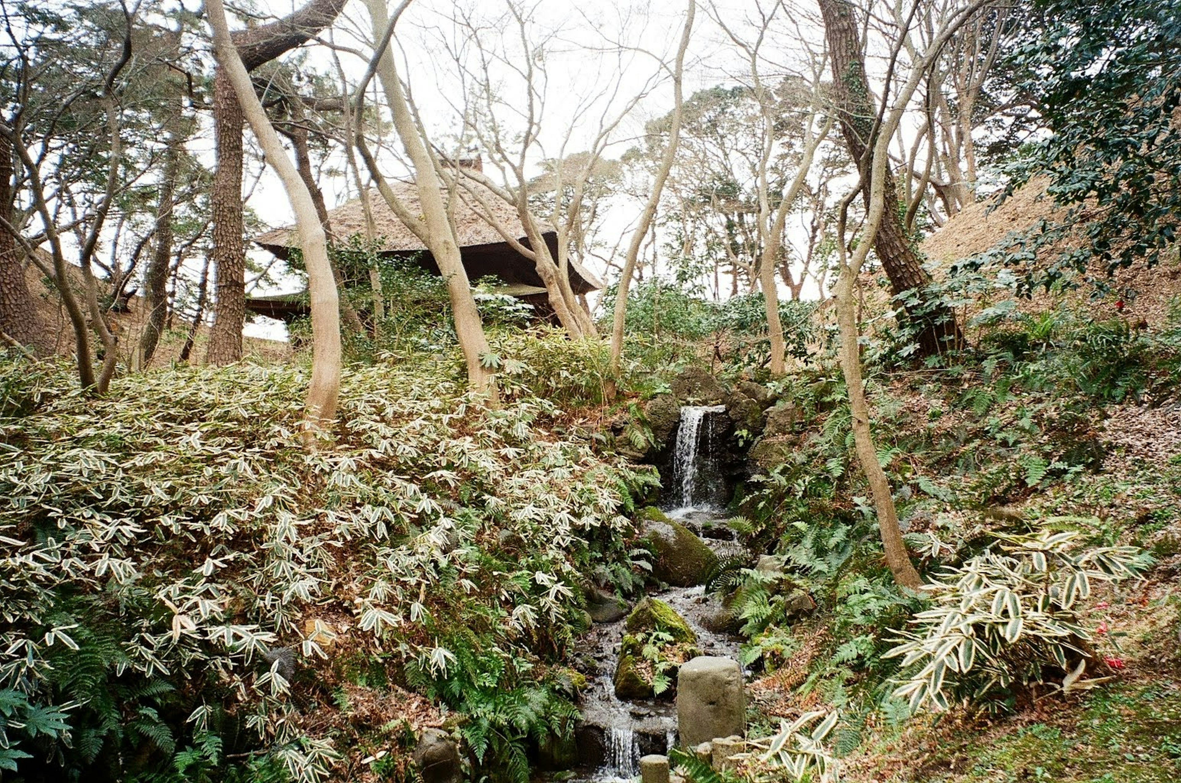 水の流れる小さな滝と周囲の木々が見える静かな風景