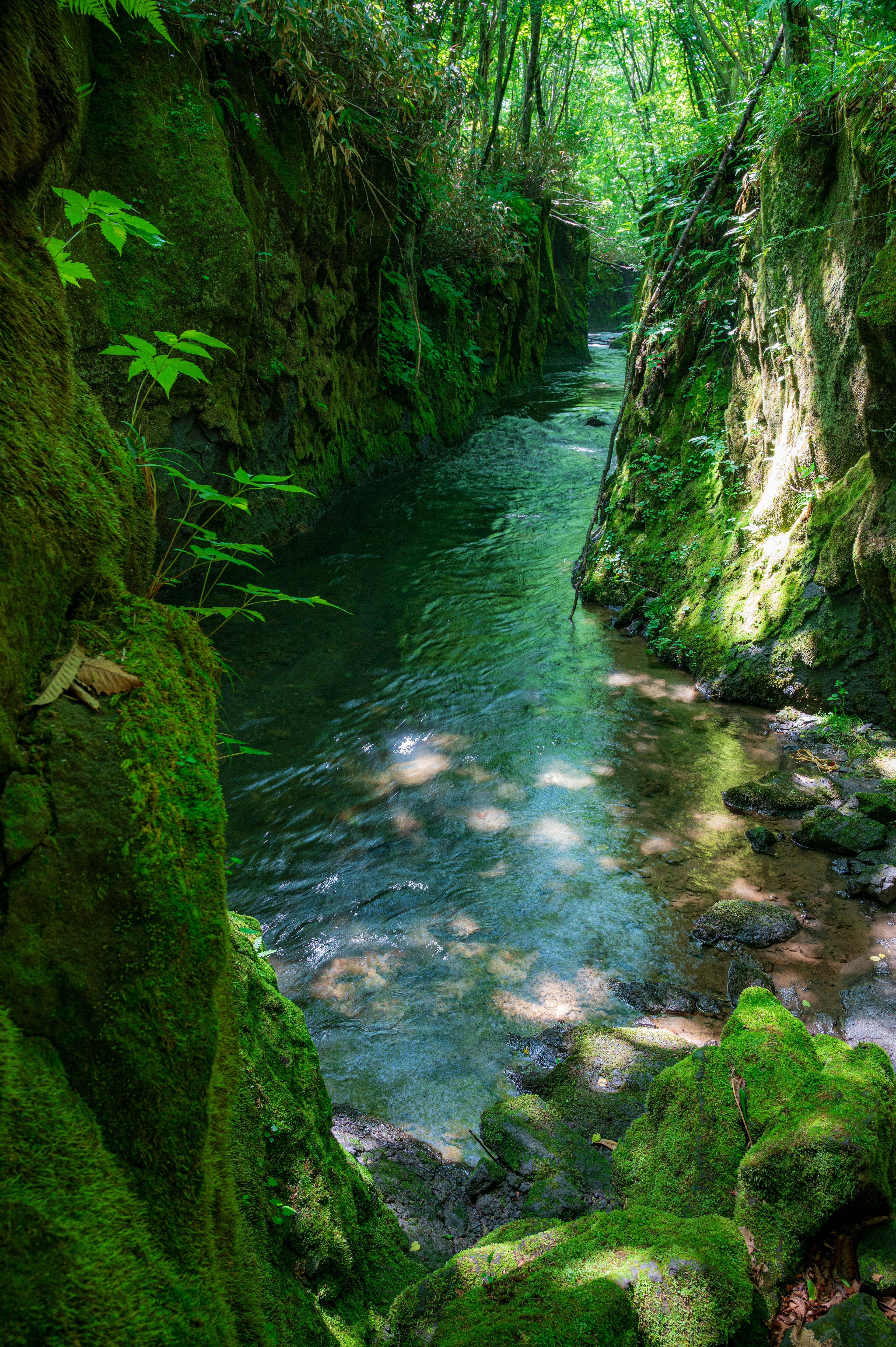 Cañón verde con un arroyo y rocas cubiertas de musgo