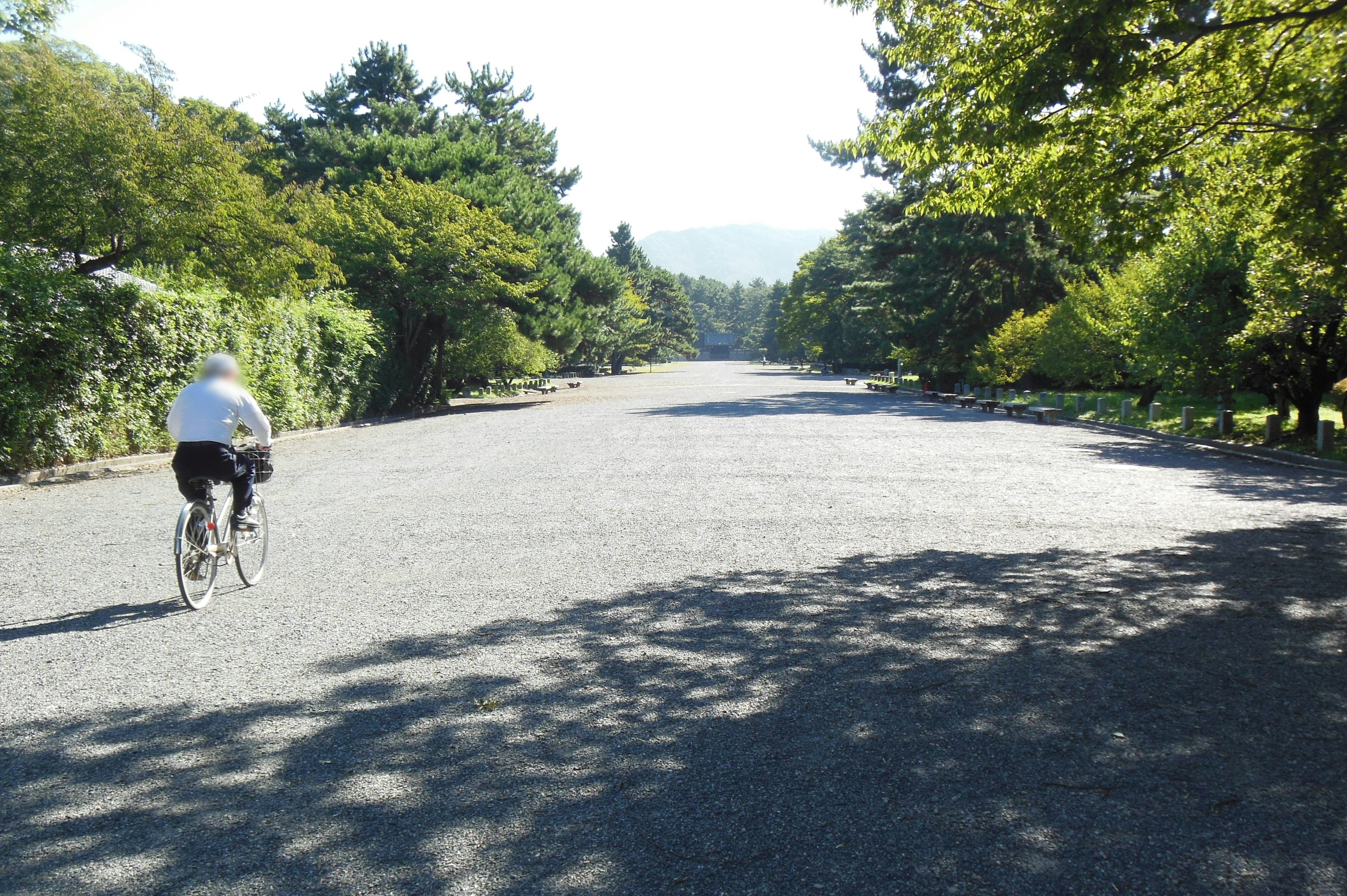 自転車に乗る老人が広い道を漕いでいる緑豊かな風景