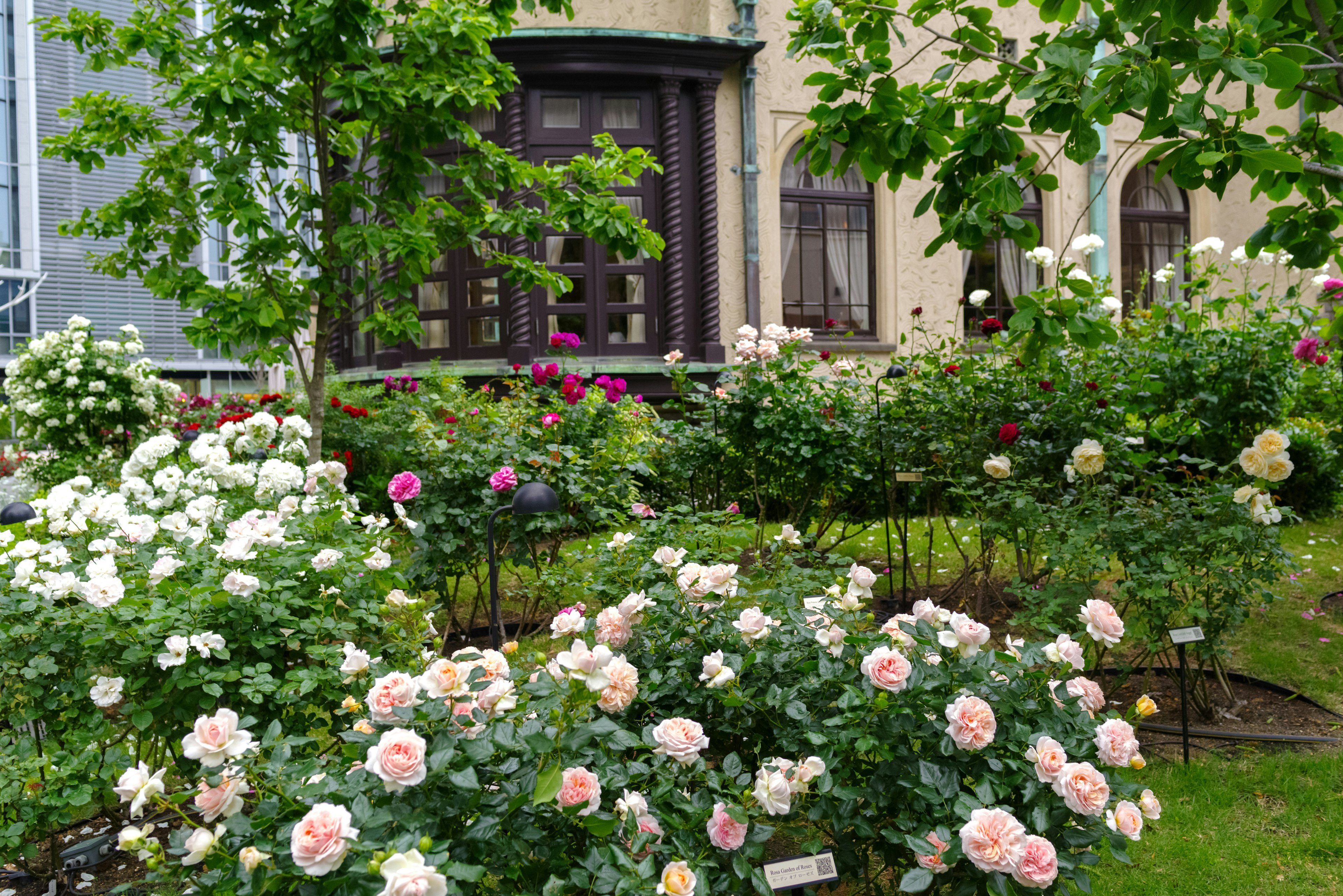 Hermoso jardín de rosas con un edificio antiguo al fondo