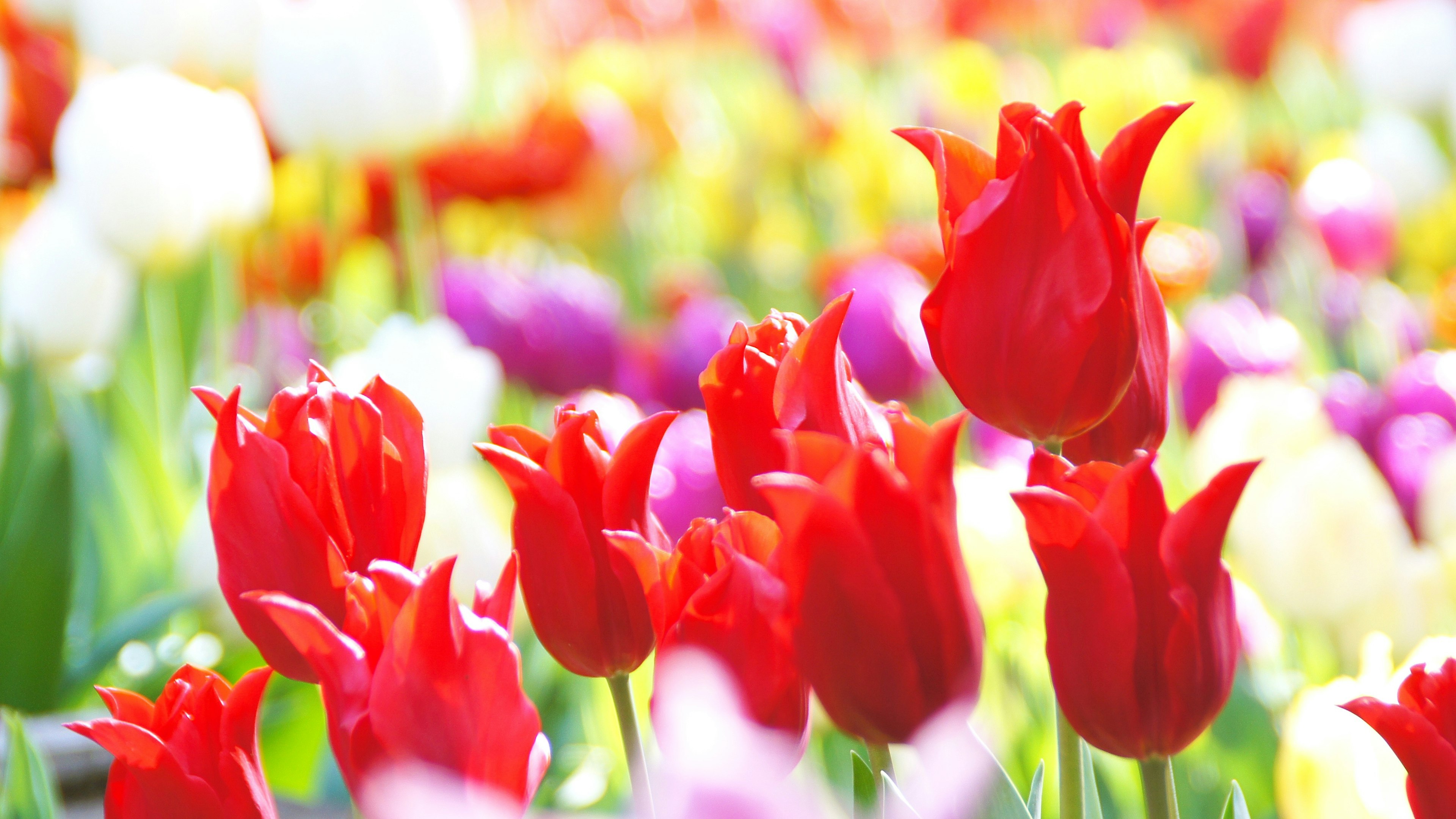 Ladang tulip yang berwarna-warni dengan tulip merah yang menonjol