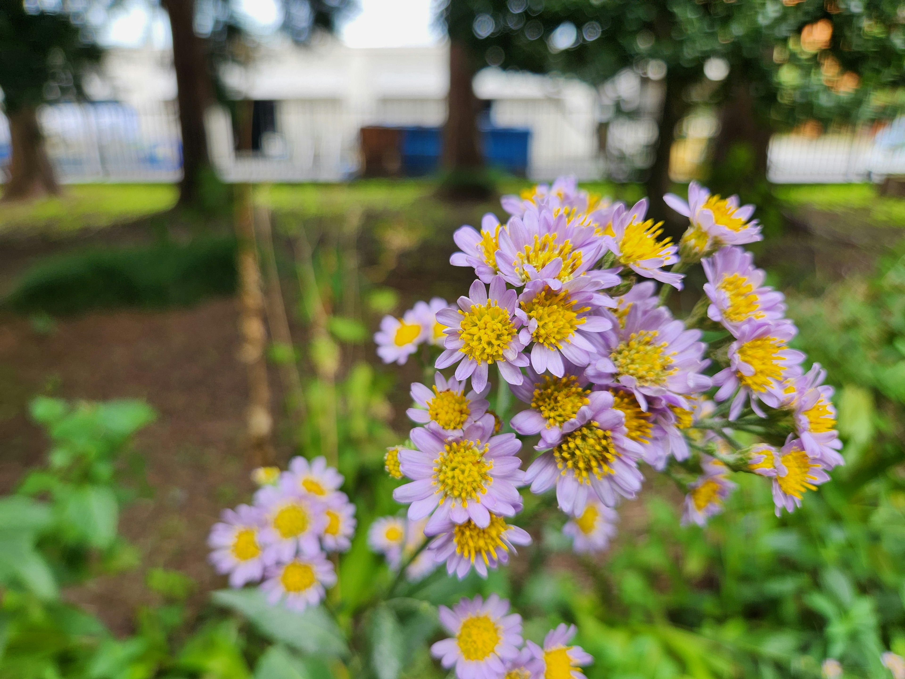 公園で咲く紫色と黄色の花のクローズアップ