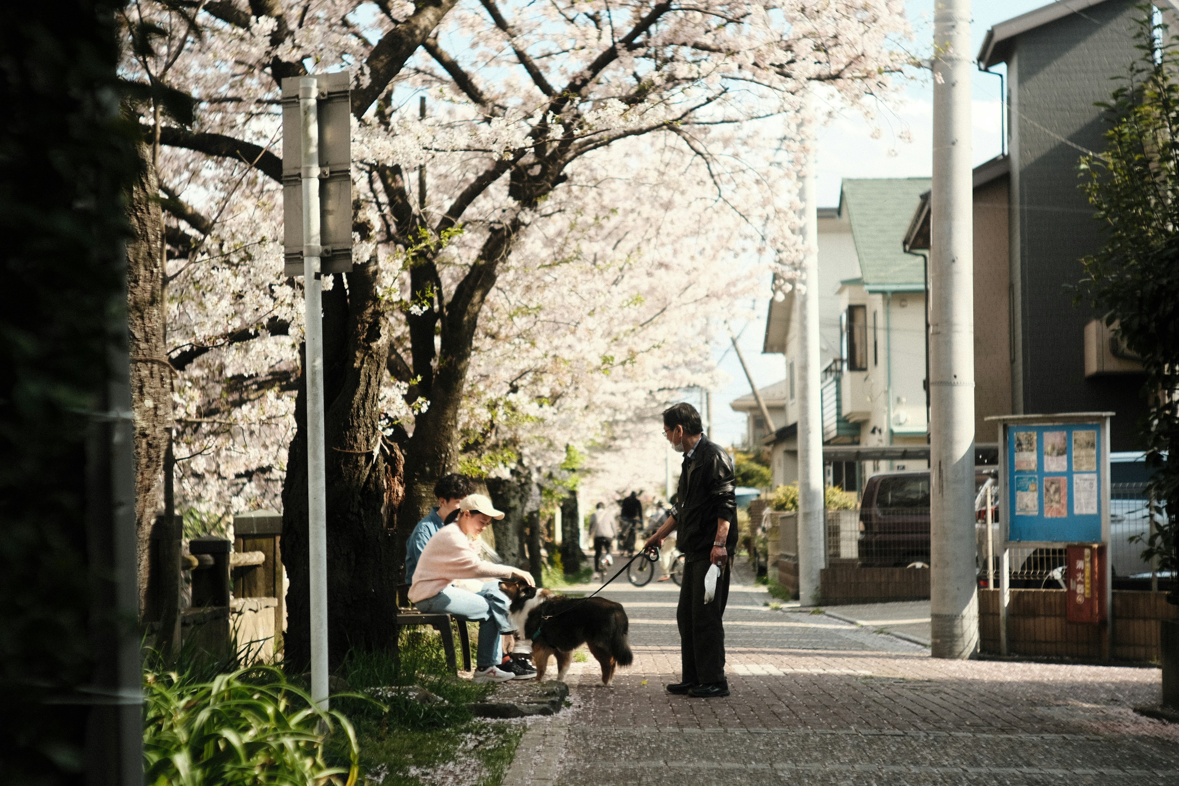 桜の木の下で犬を散歩させる人とベンチに座る人