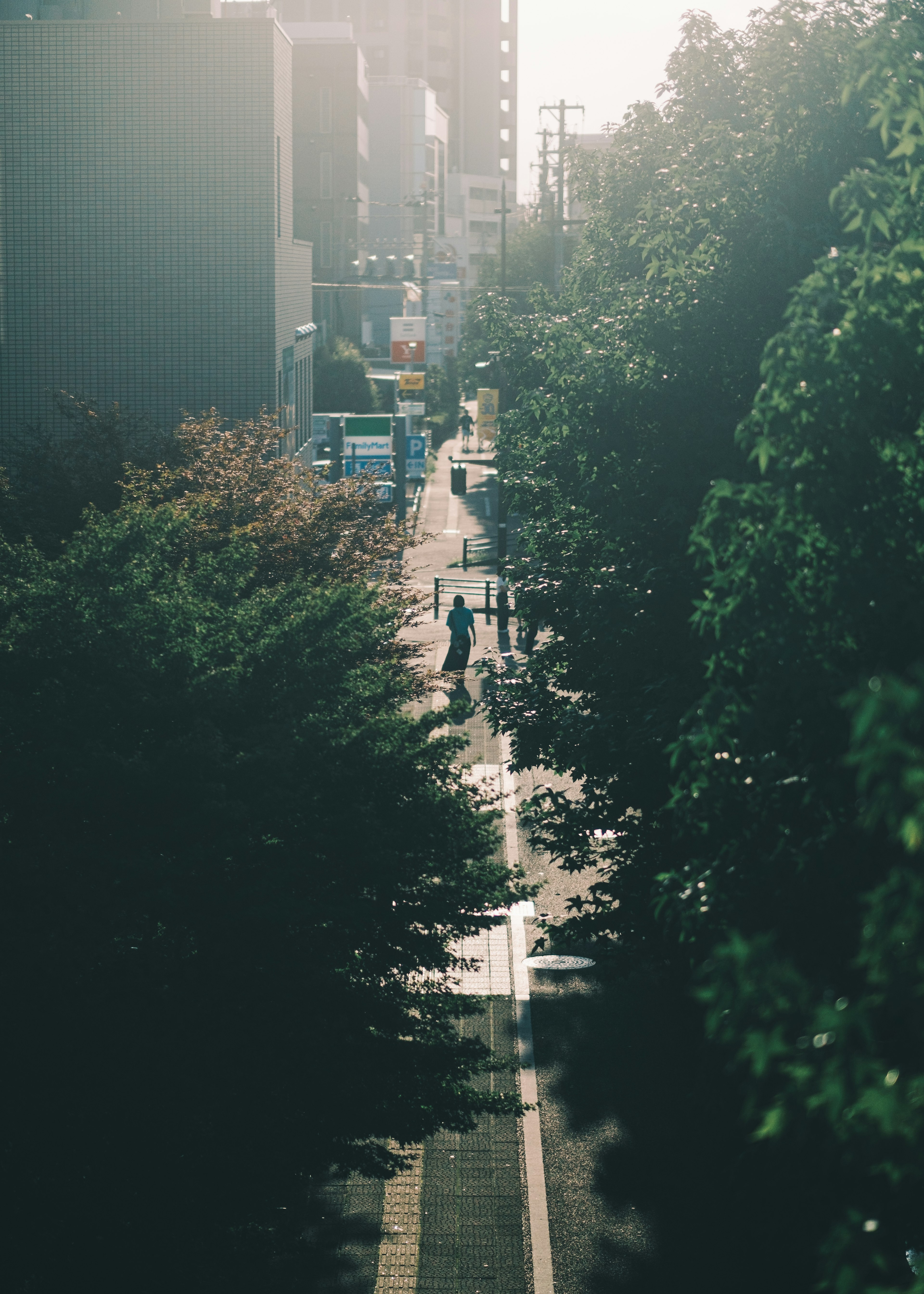 푸른 나무가 늘어선 길과 걷고 있는 사람들의 풍경