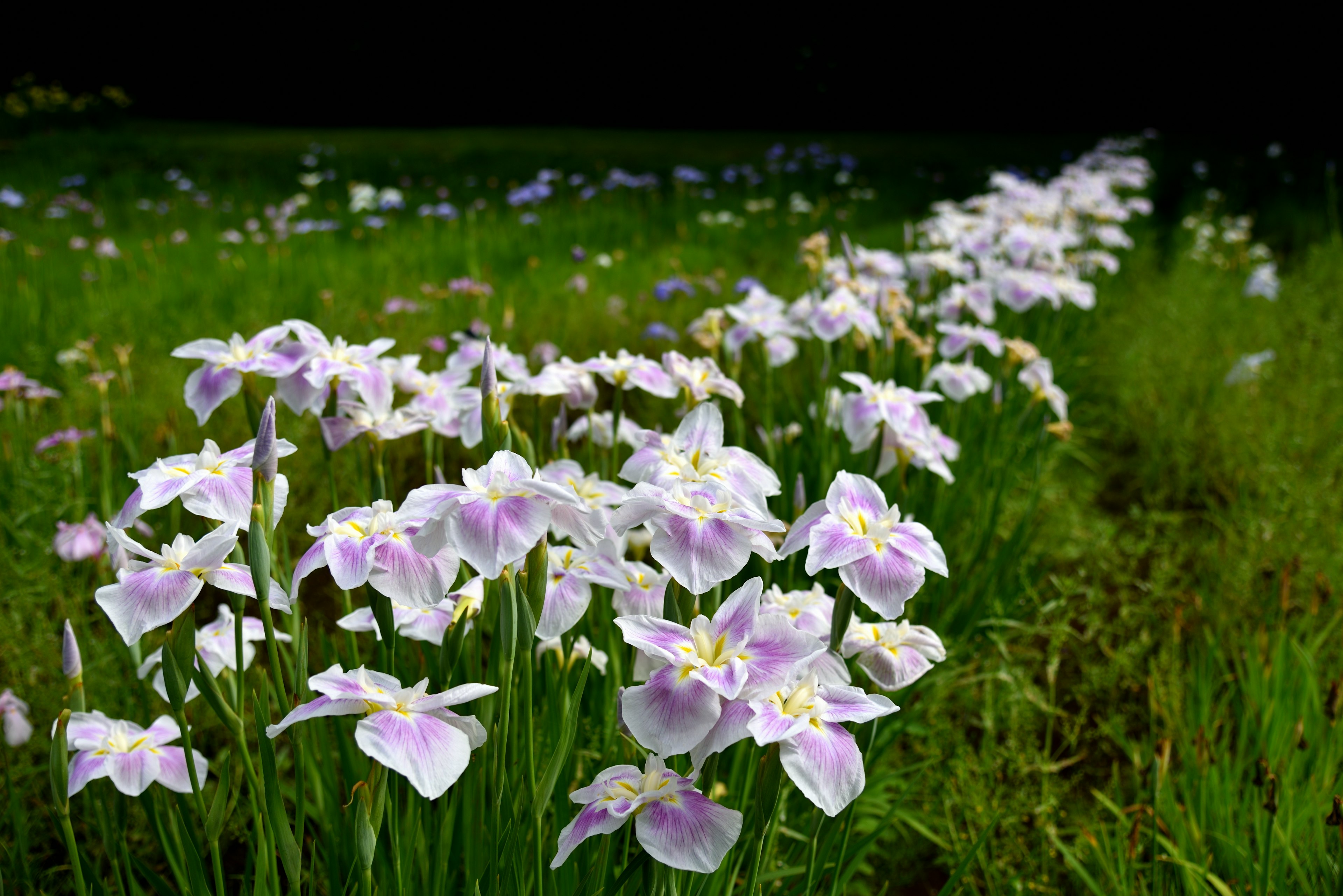 紫と白の花が咲く緑の草原の風景