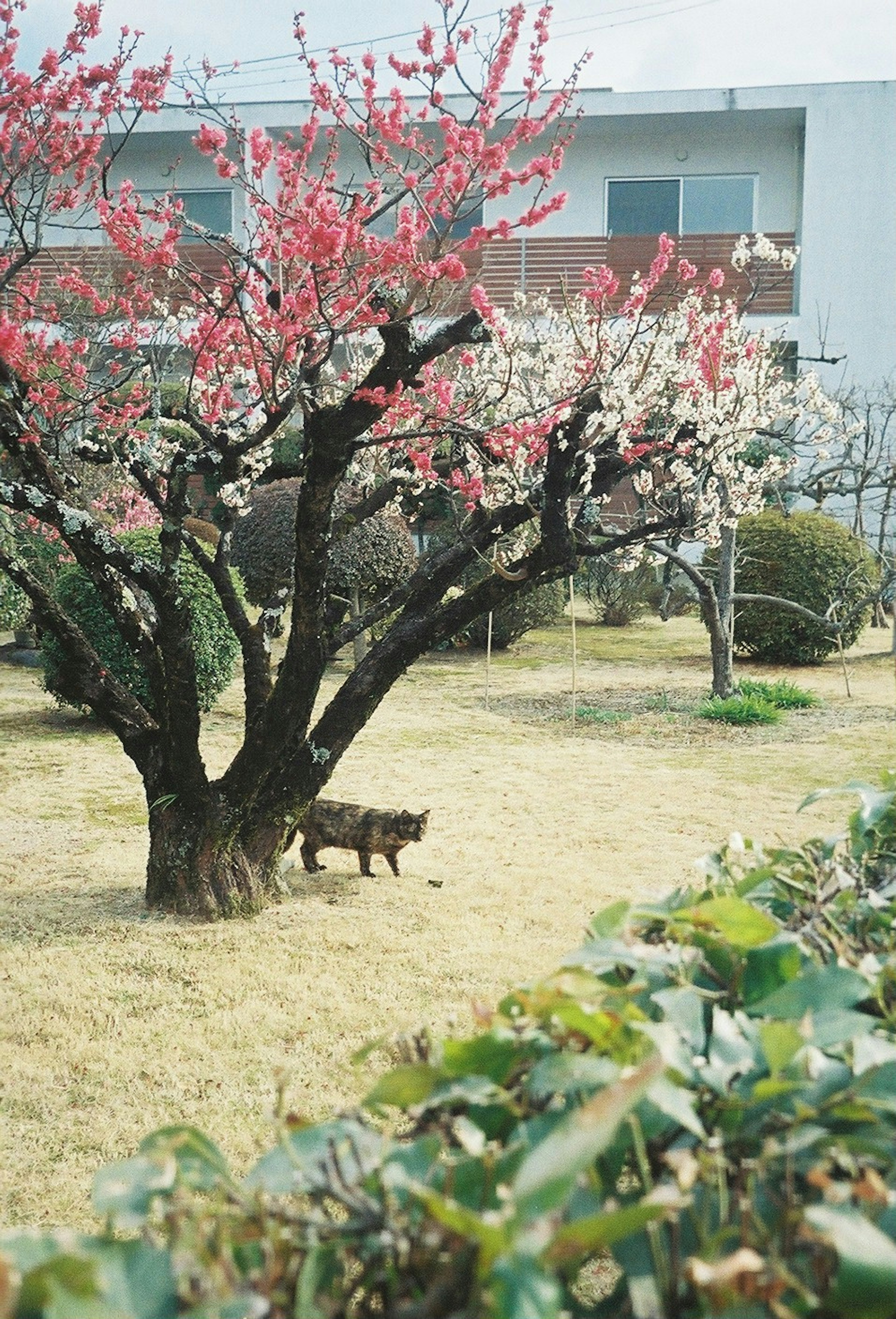 Dog in a garden with blooming peach trees and residential building