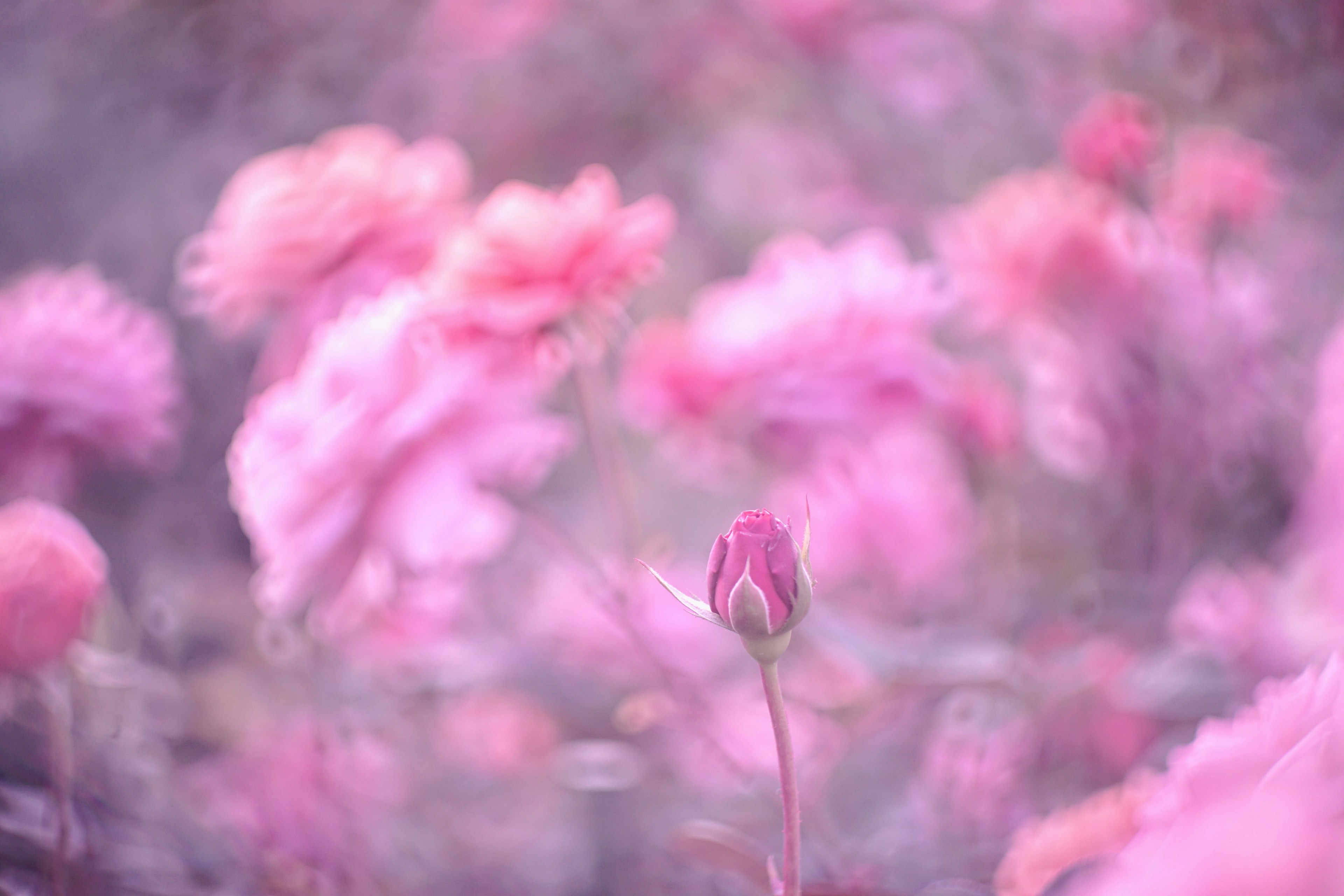 ピンクの花々の中にあるつぼみの写真