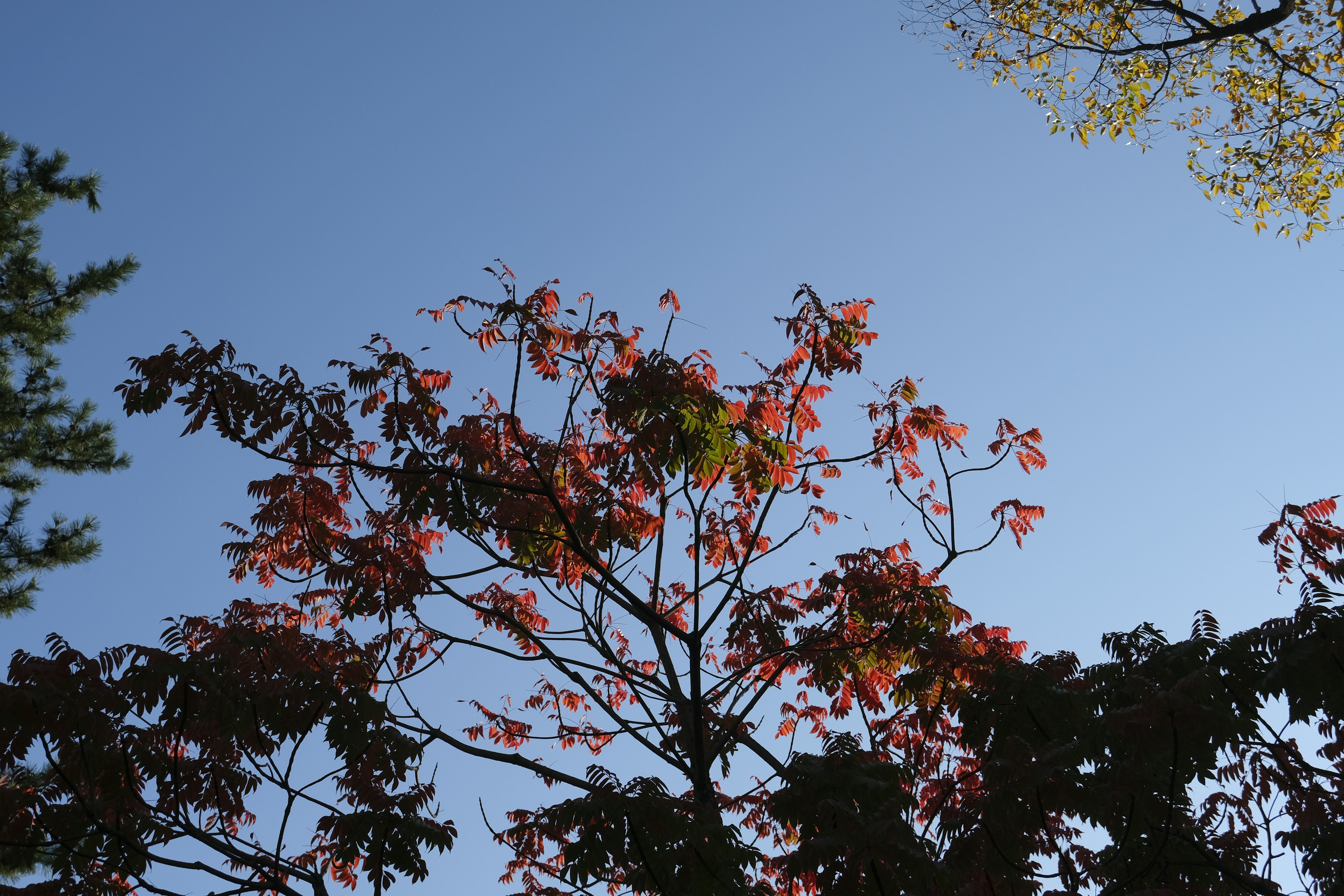 Äste eines Baumes mit Herbstblättern vor blauem Himmel