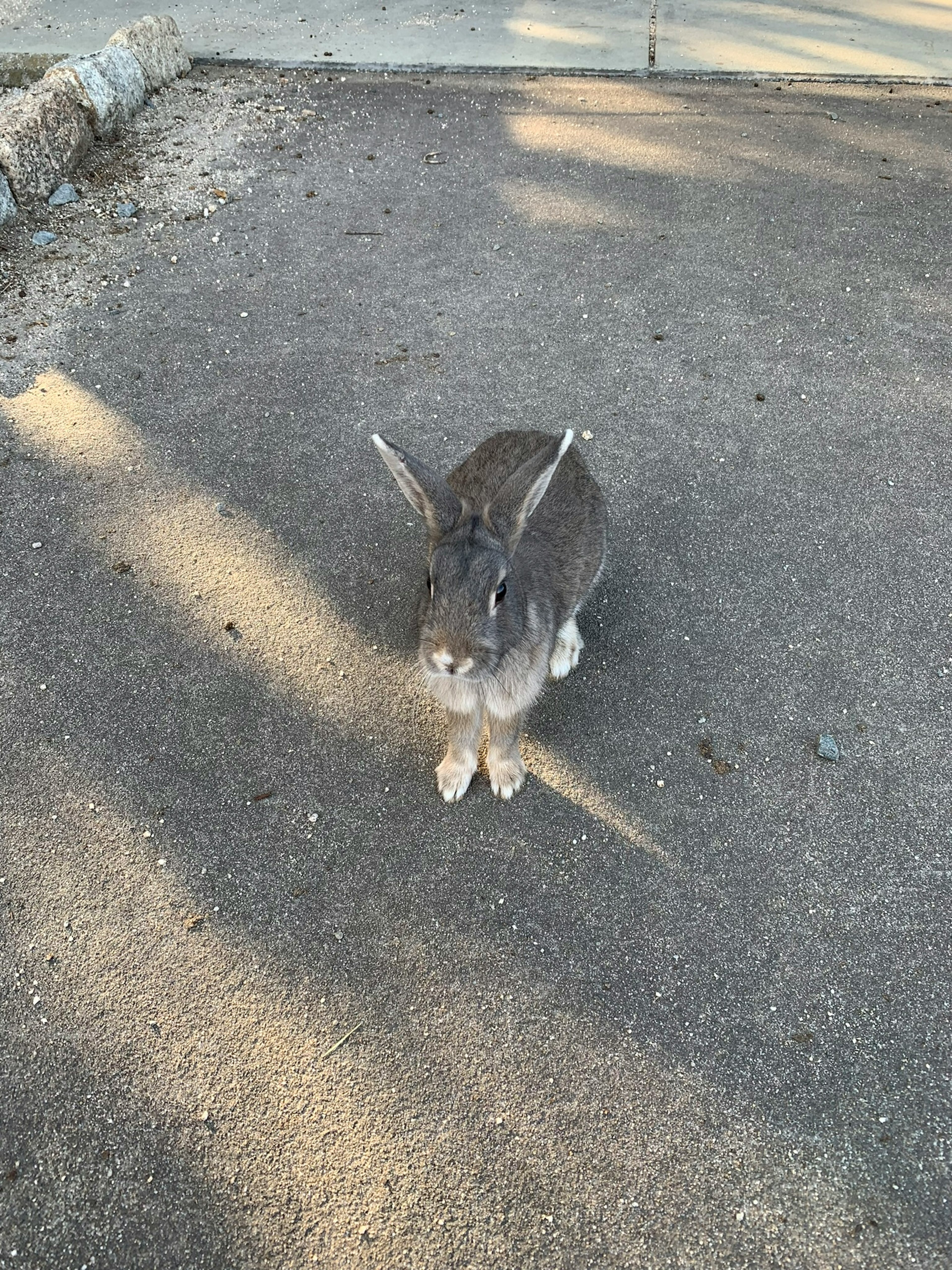 Gray rabbit standing on a paved path