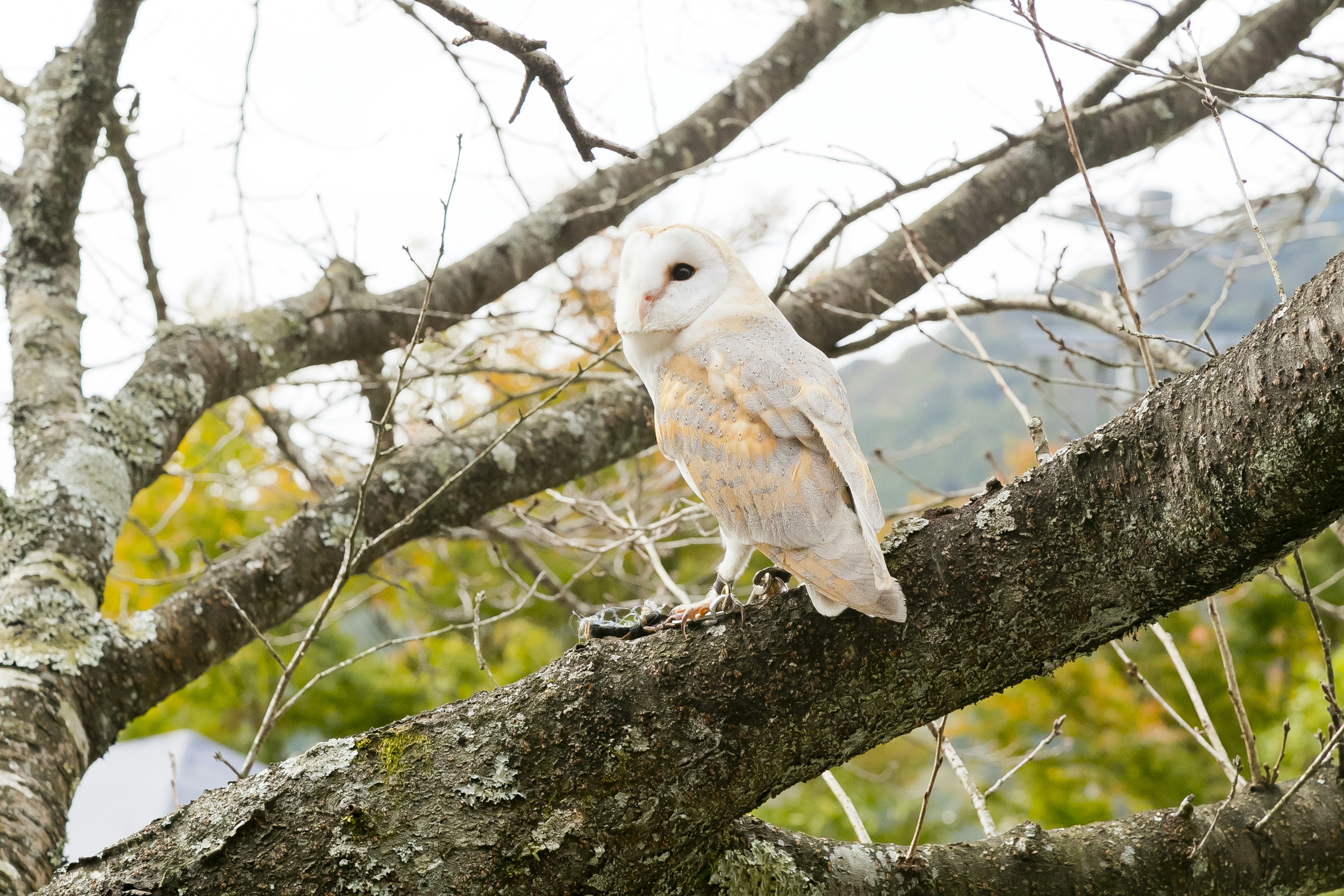 An owl perched on a tree branch