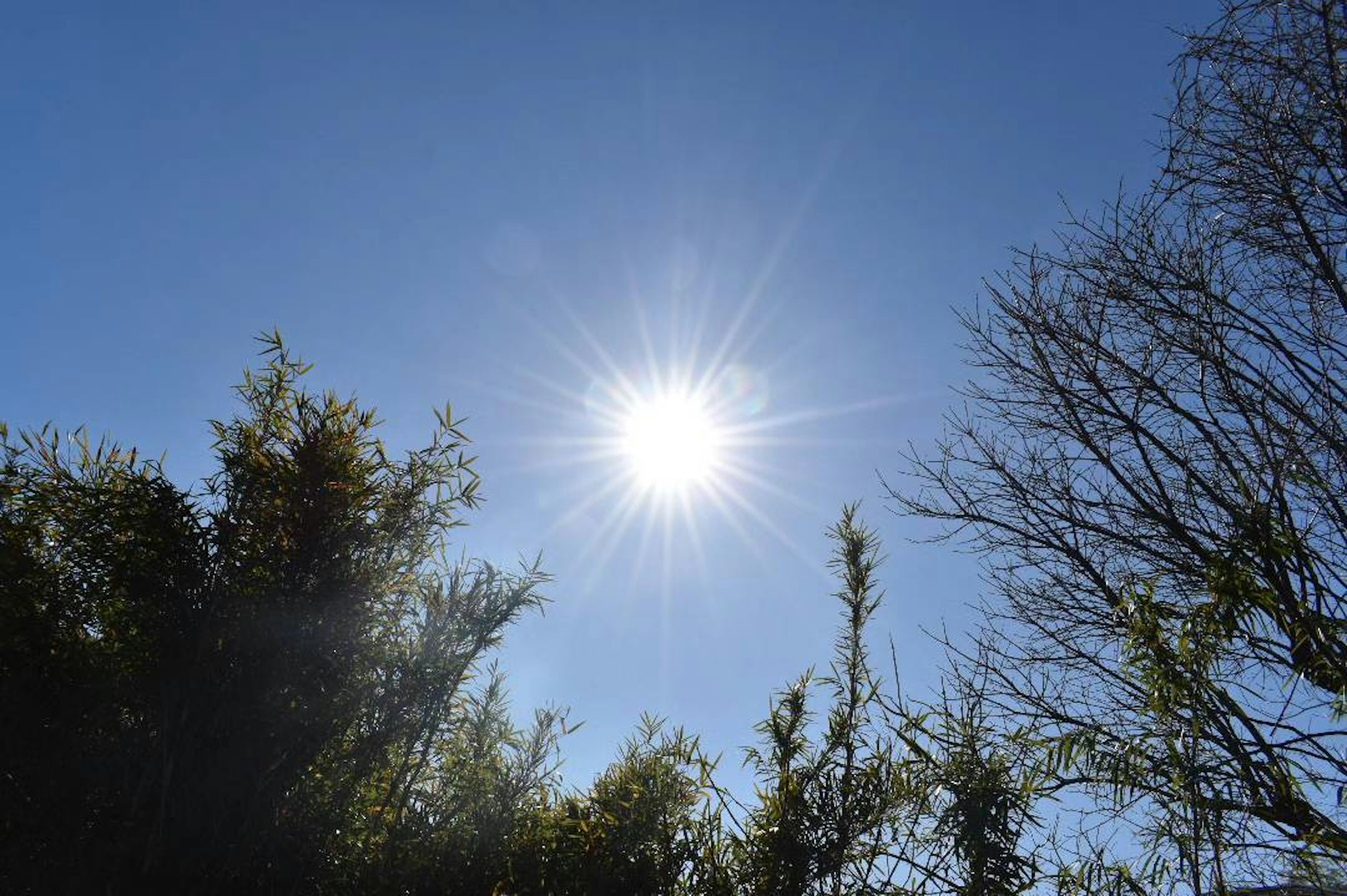 青空に輝く太陽と周囲の木々