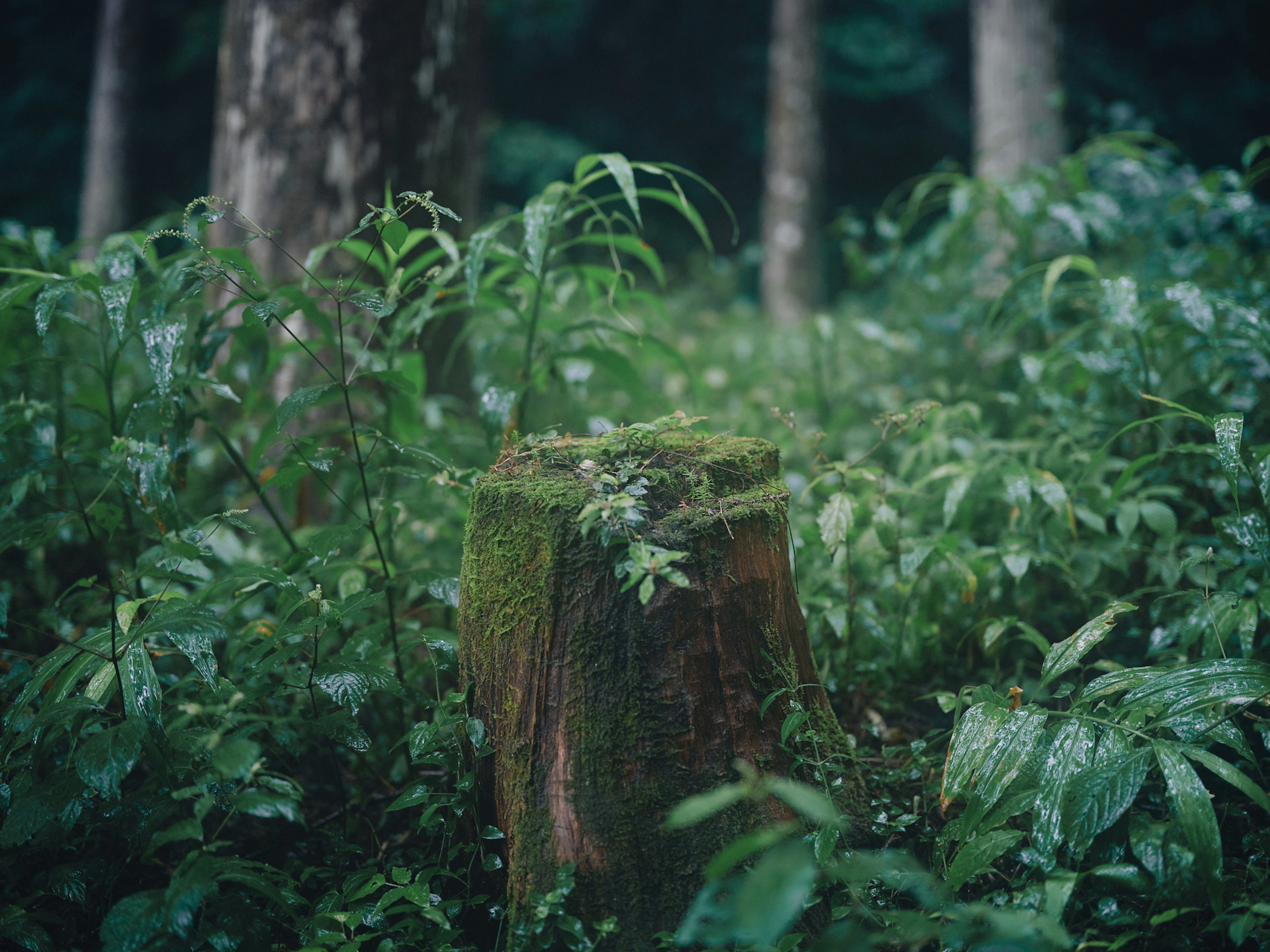 緑の植物に覆われた切り株の写真